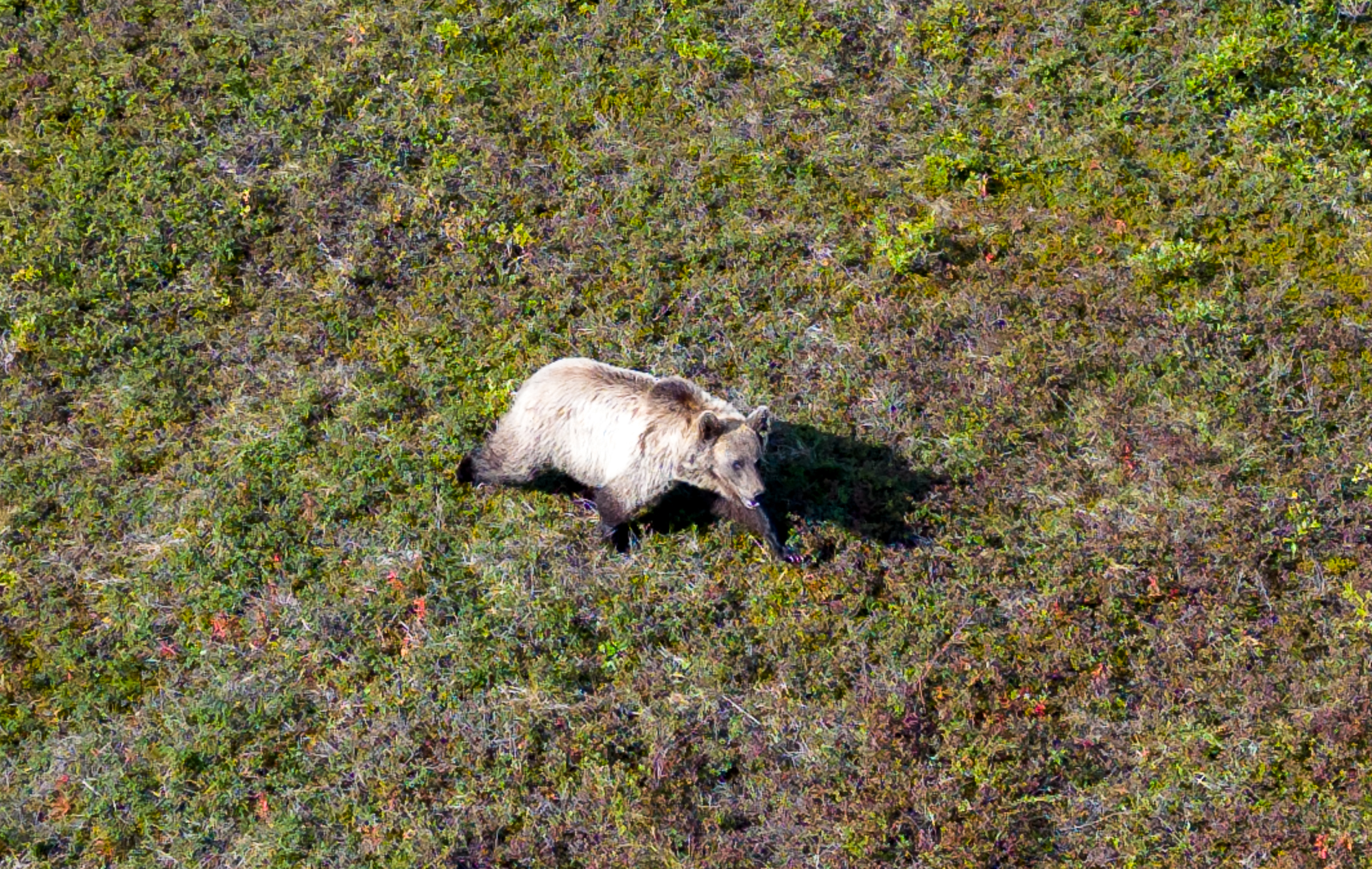 На Край Света (Мыс Дежнева, китобои и оленеводы Чукотки) (11/56)