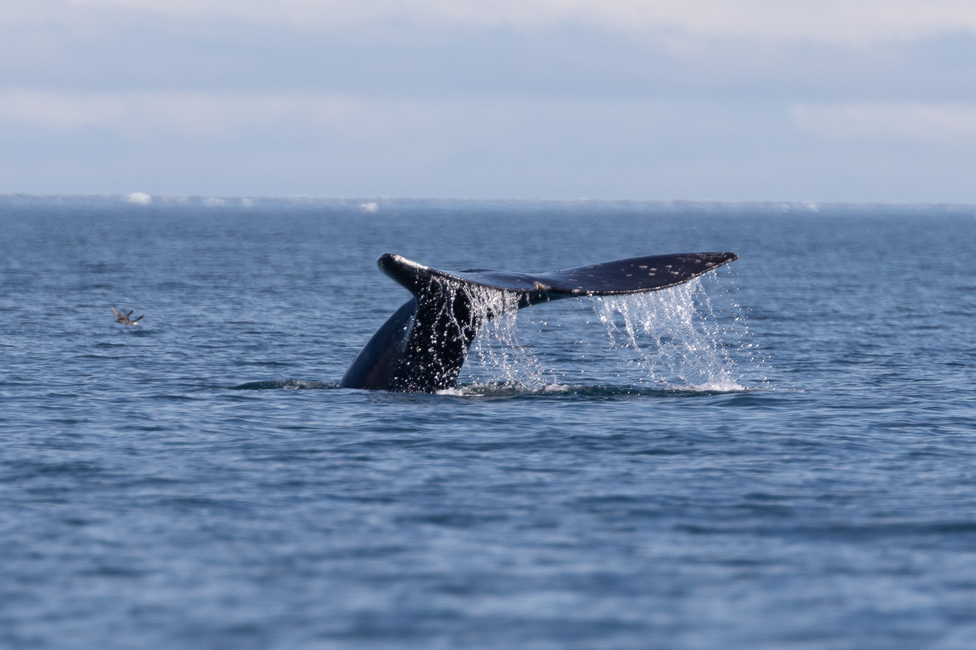 На Край Света (Мыс Дежнева, китобои и оленеводы Чукотки) (21/56)