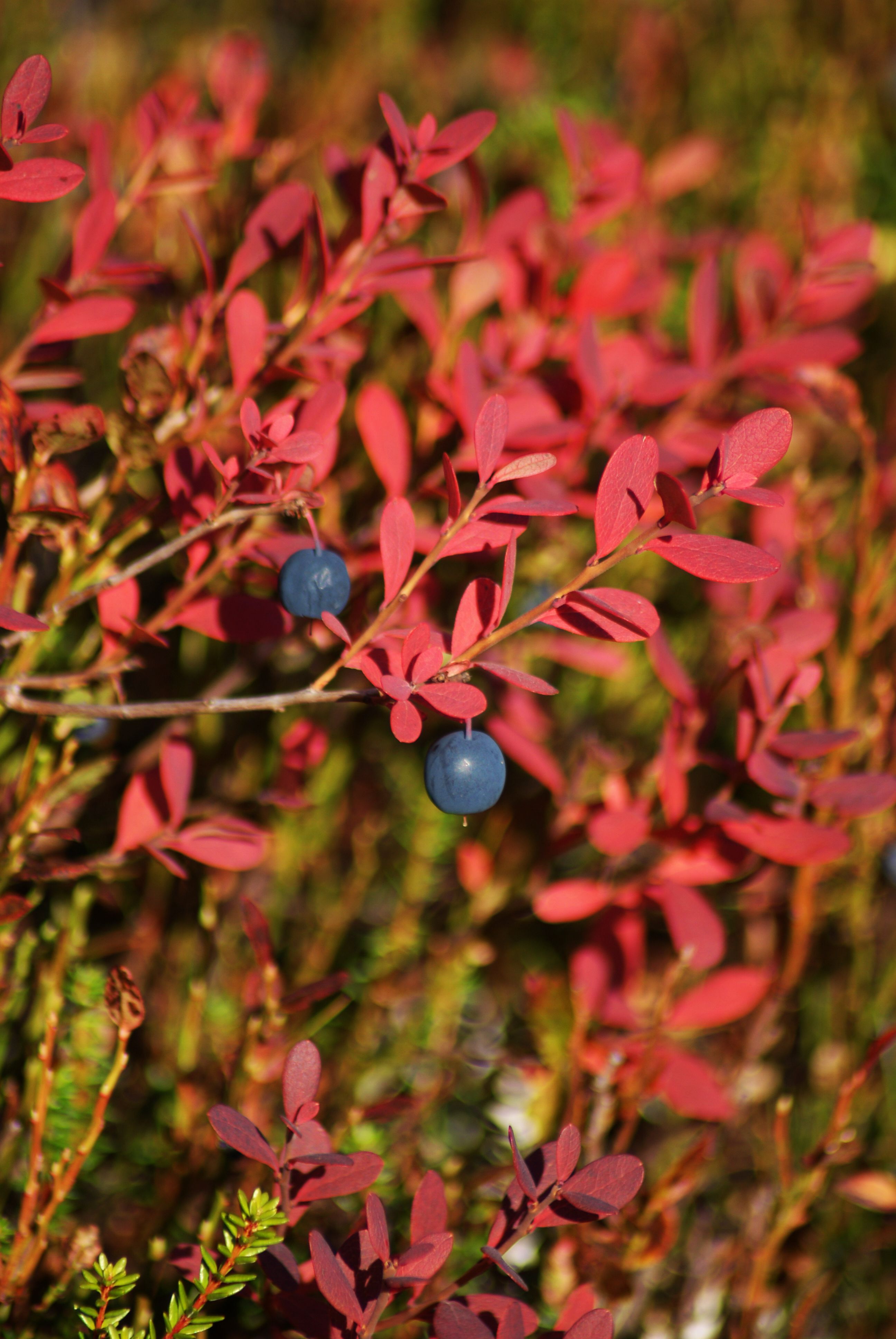 Сопка Мишукова — к лучшим видам на Мурманск (10/10)