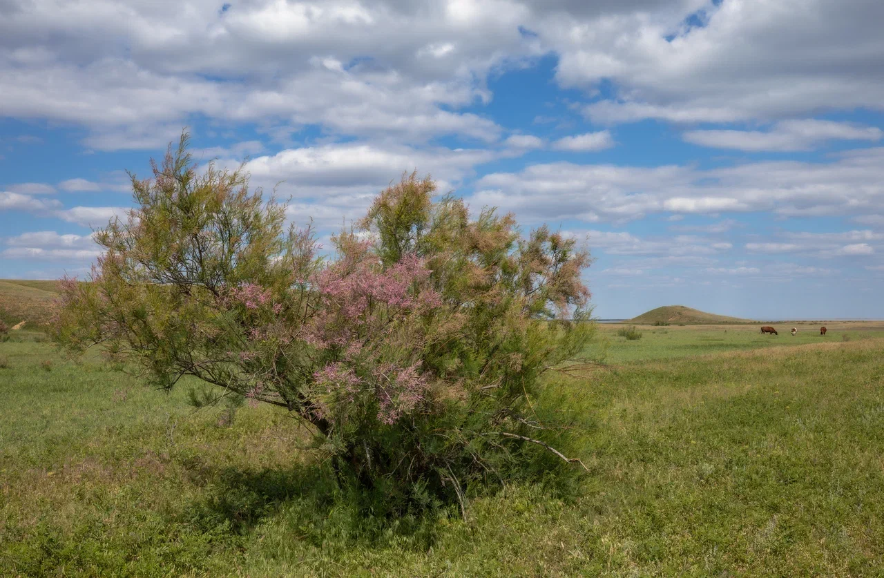 Прикаспий: от пустынь до цветущих степей (24/24)