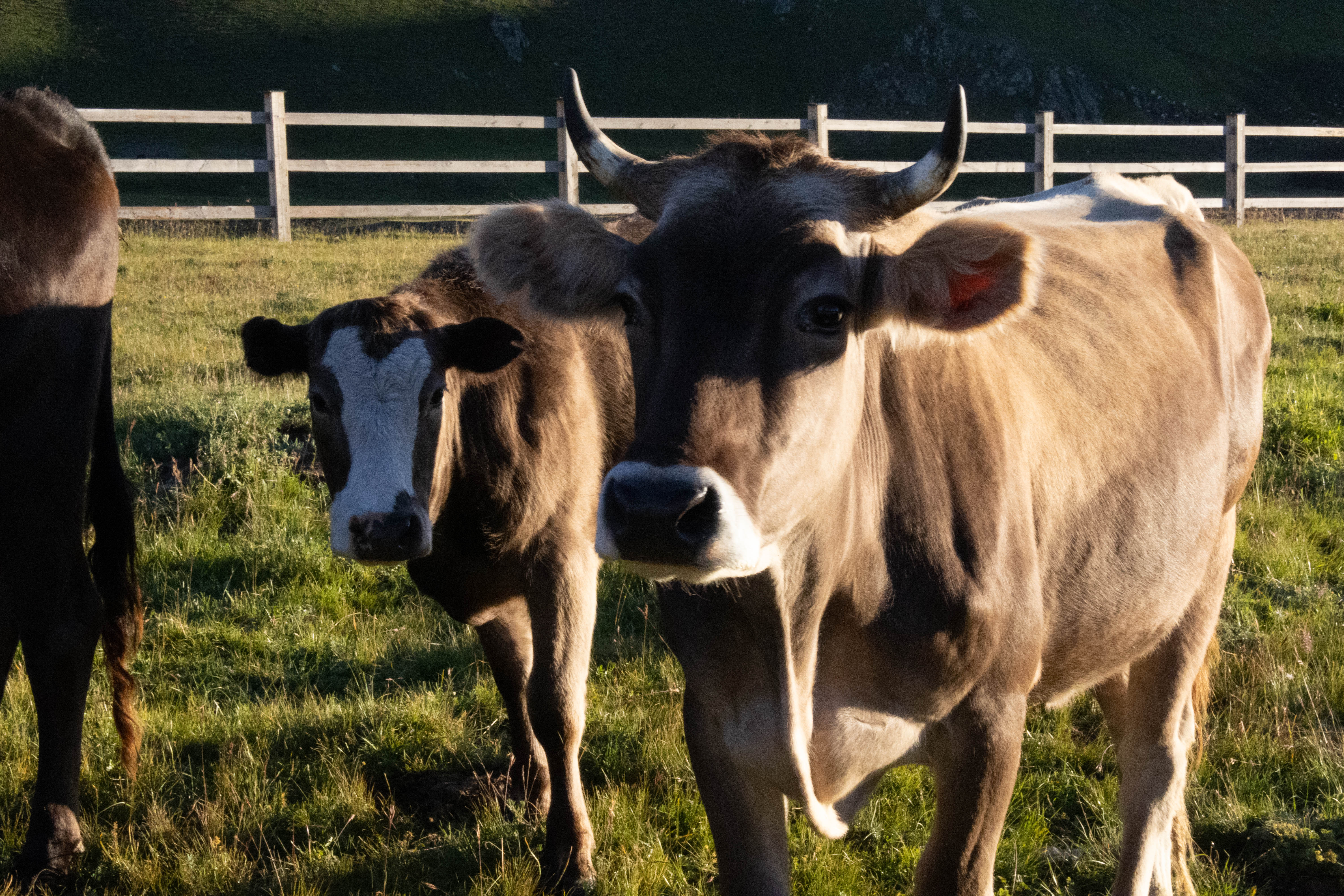Северное Приэльбрусье. Урочище Джилы-Су (27/47)