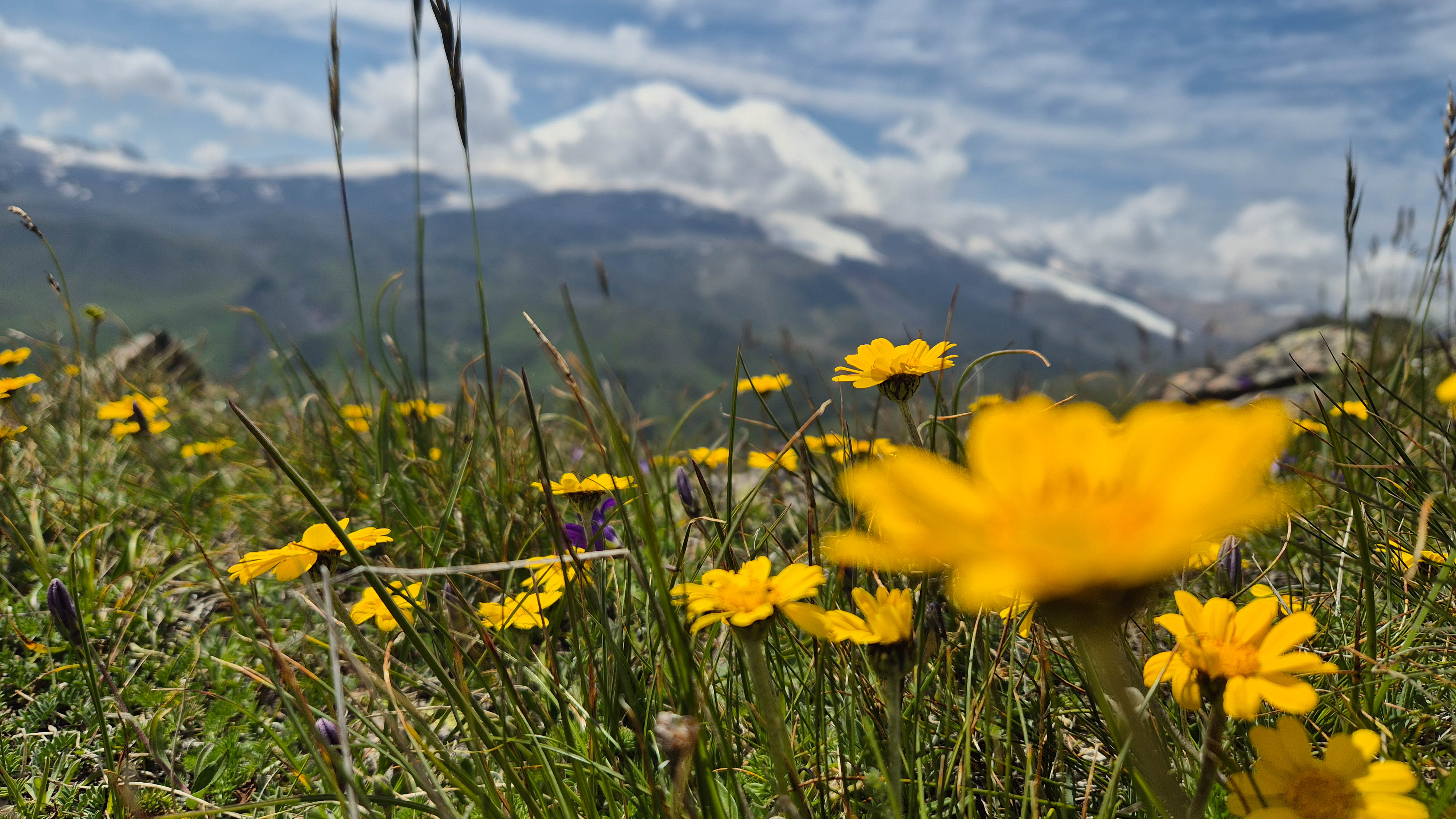 Северное Приэльбрусье. Урочище Джилы-Су (7/47)