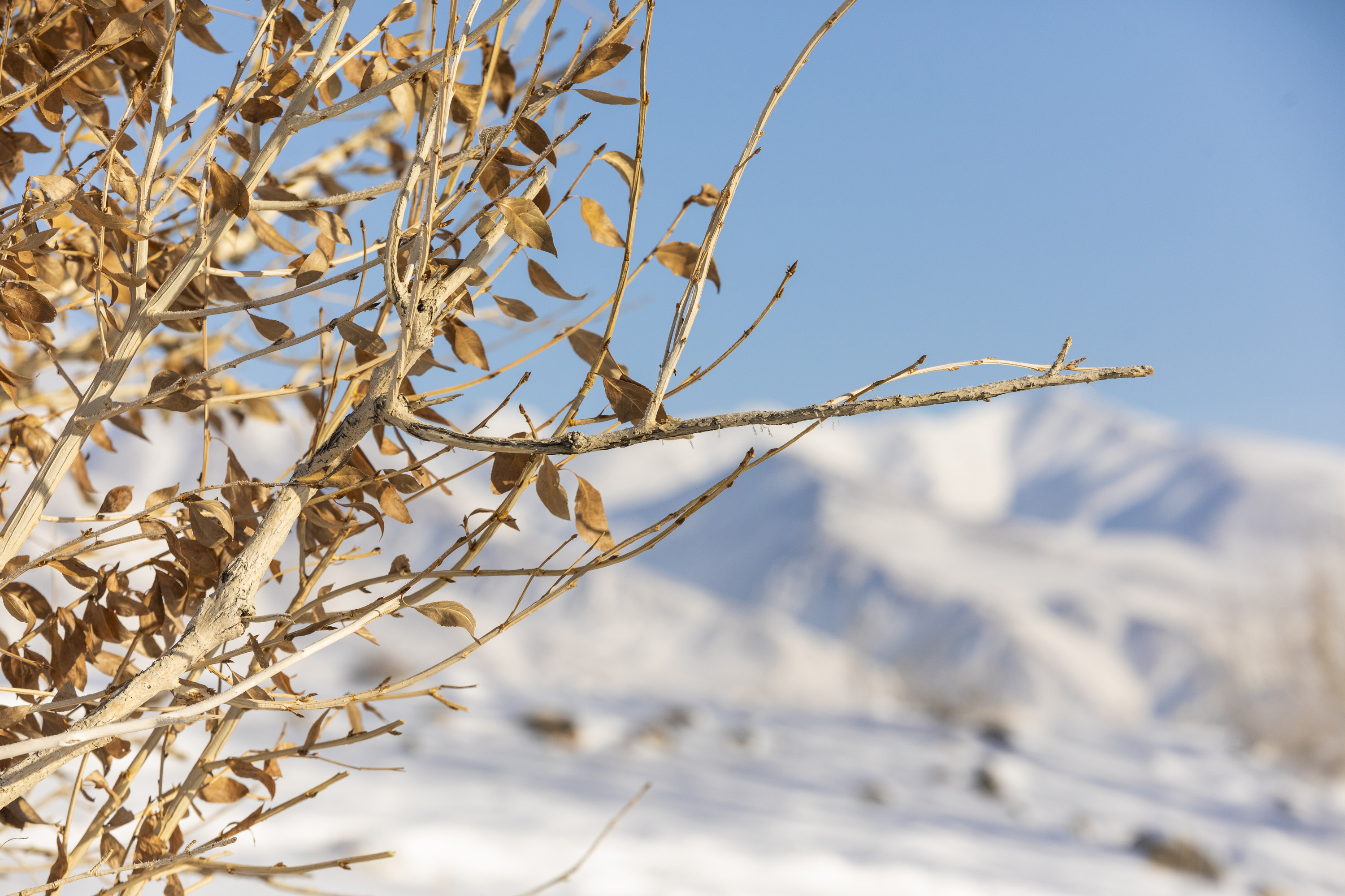  Тур по Чуйскому тракту до Алтайского Марса на 2 дня (13/38)