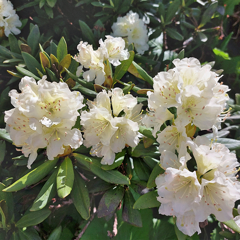 Горный лагерь в Дамхурце (3/69)