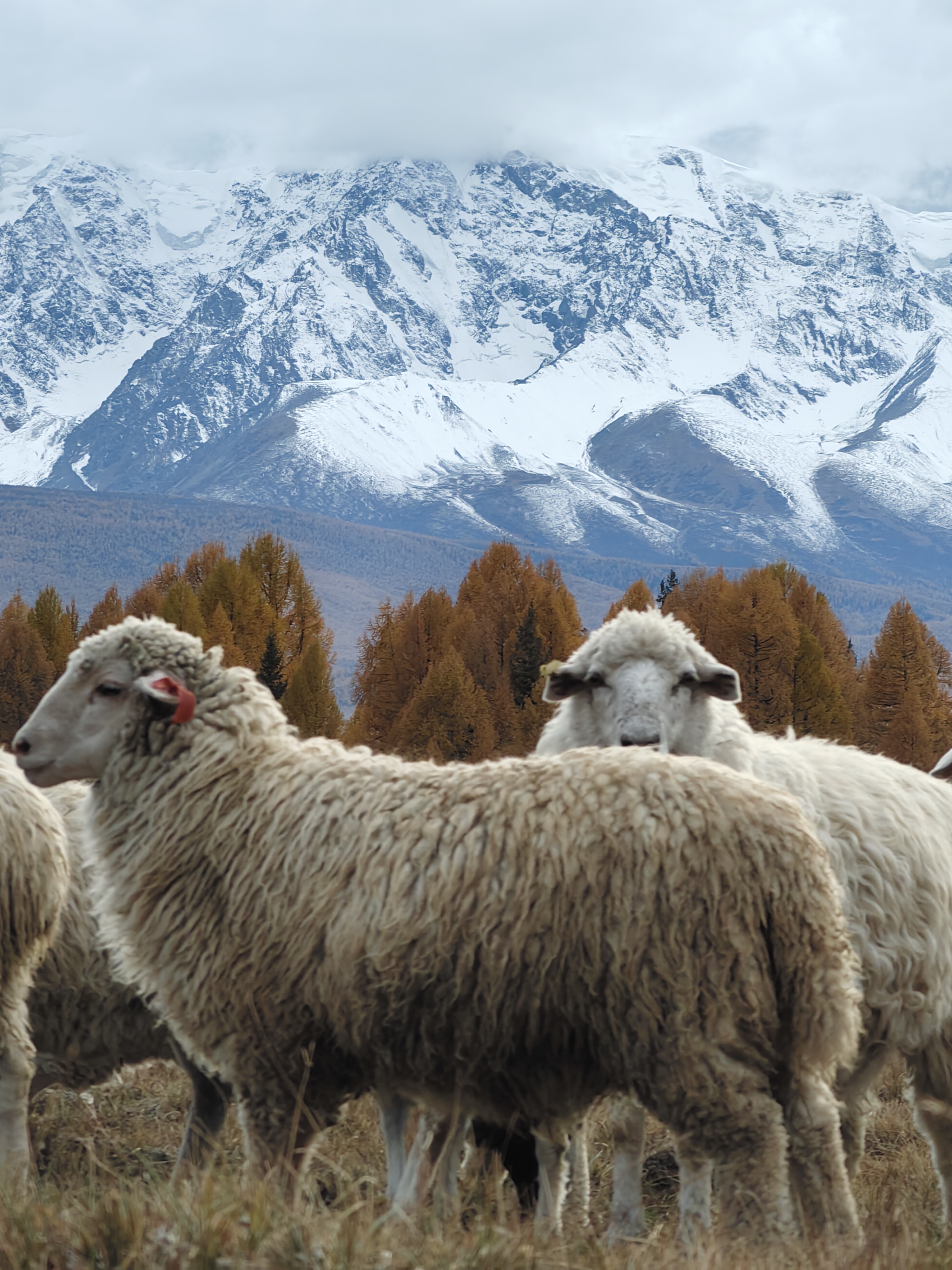 Золотое кольцо Алтая: Уровень Тор (15/21)