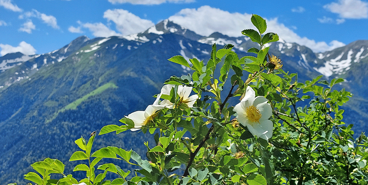 Горный лагерь в Дамхурце (25/69)