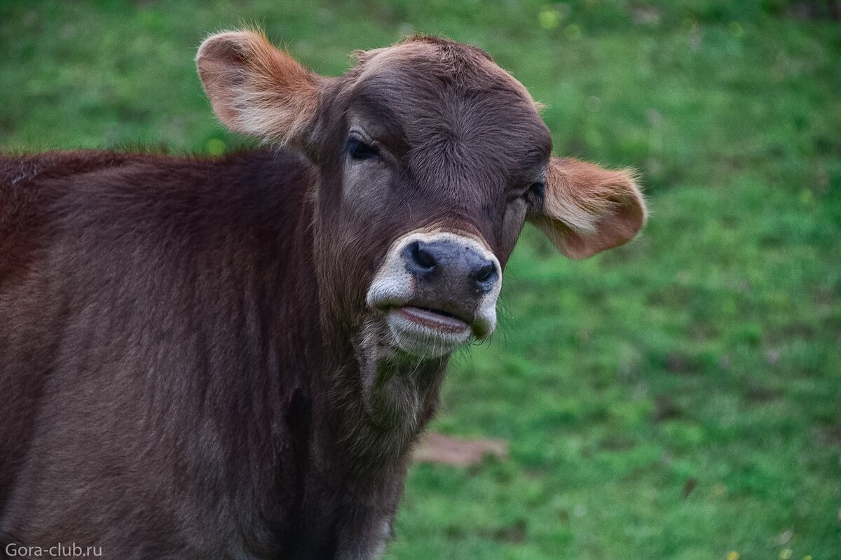 Приэльбрусье с комфортом. Треккинг по самым красивым местам (31/36)