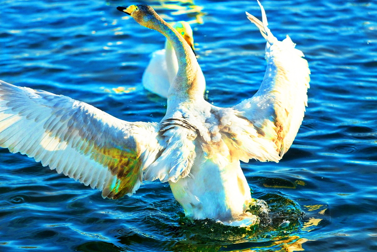 Алтайский Марс + Гезеровое + Лебединое Озеро (5/11)