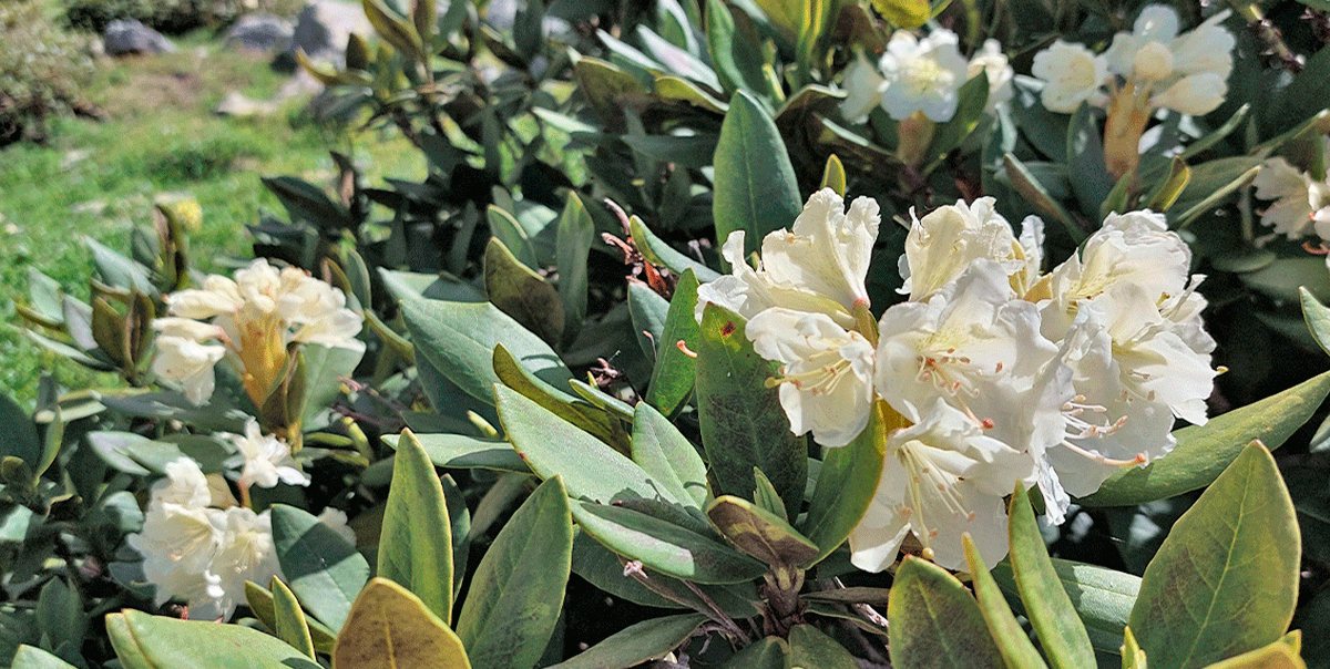 Горный лагерь в Дамхурце (45/69)