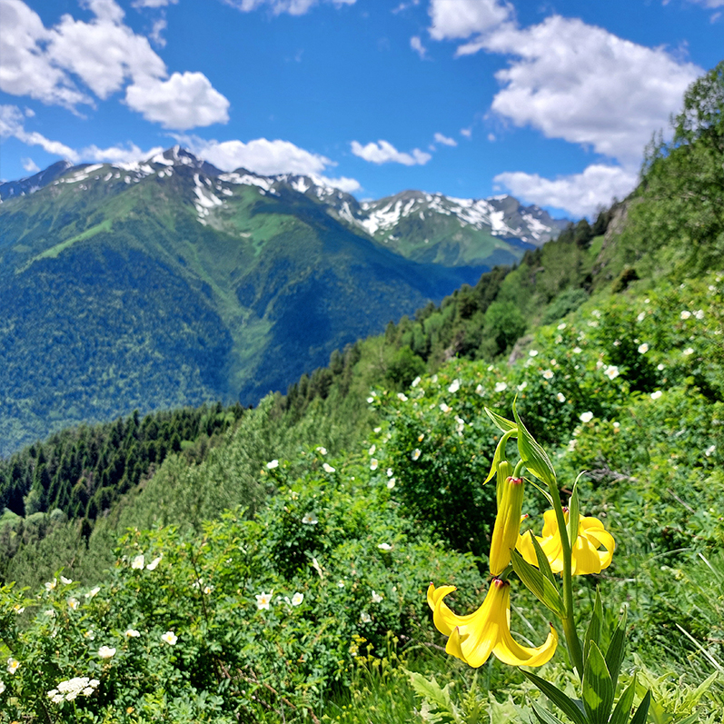Треккинг в Дамхурц (28/69)