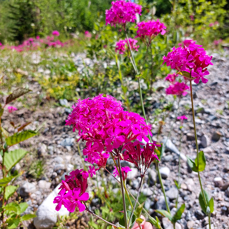 Треккинг в Дамхурц (8/69)