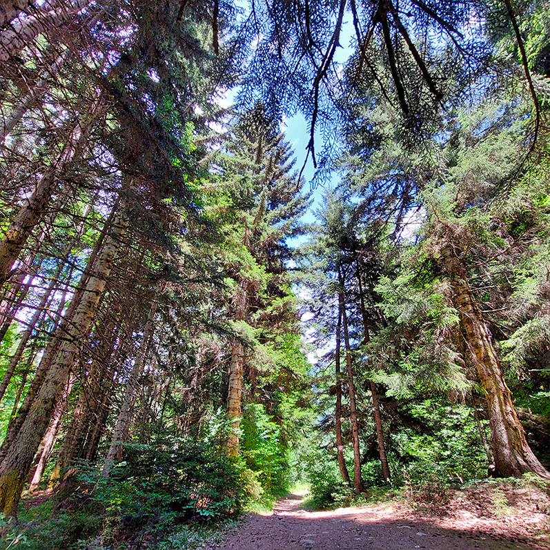 Треккинг в Дамхурц (27/69)