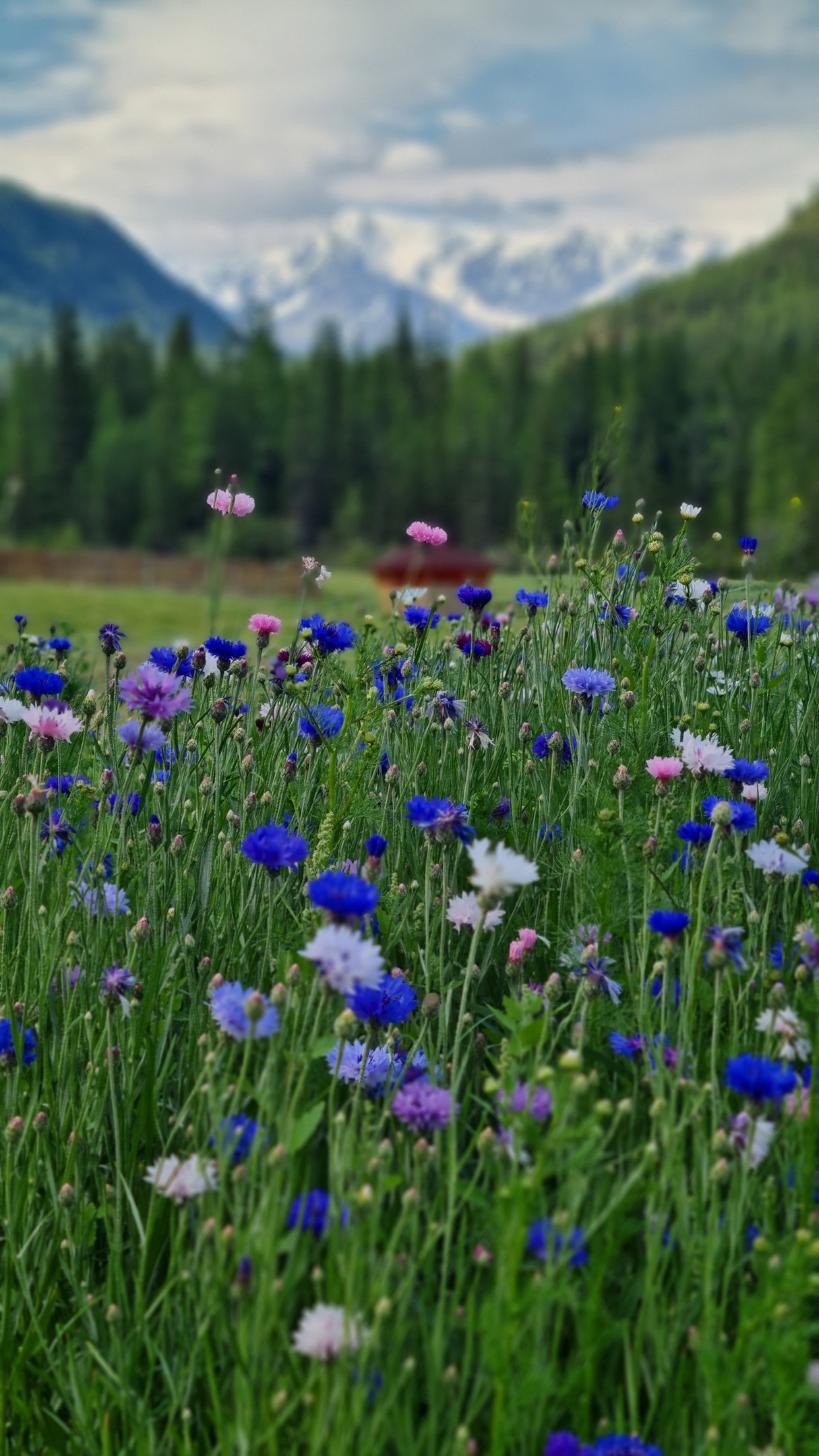 Золотое кольцо Алтая: Уровень Тор (16/21)