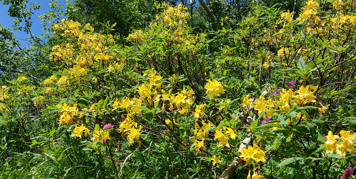 Горный лагерь в Дамхурце (21/69)