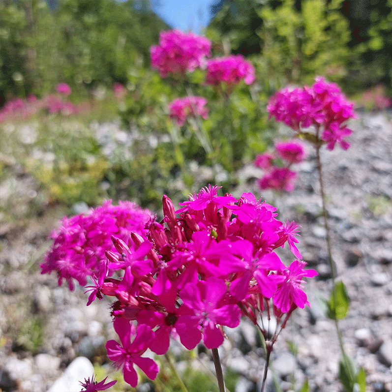 Горный лагерь в Дамхурце (4/69)