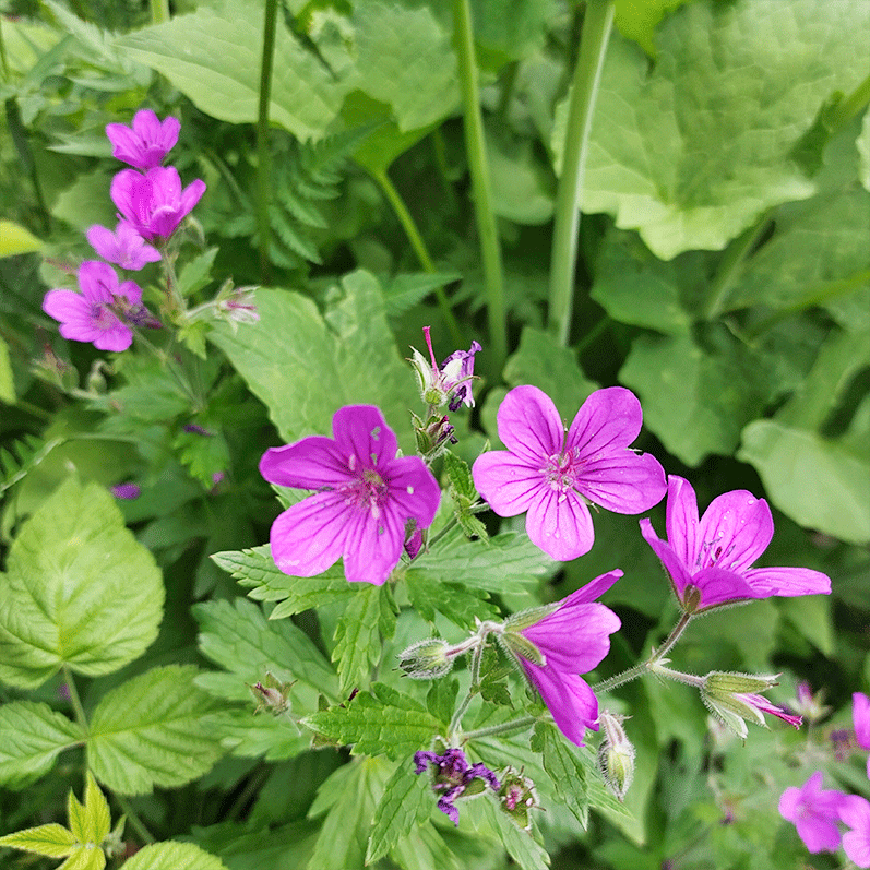 Горный лагерь в Дамхурце (17/69)