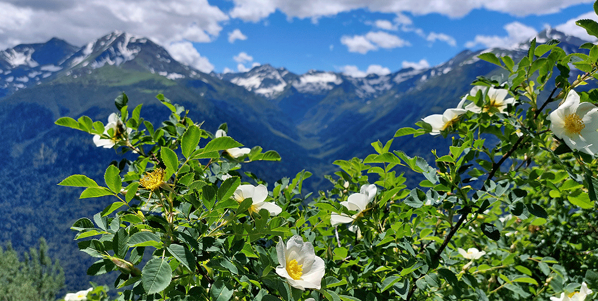Горный лагерь в Дамхурце (10/69)