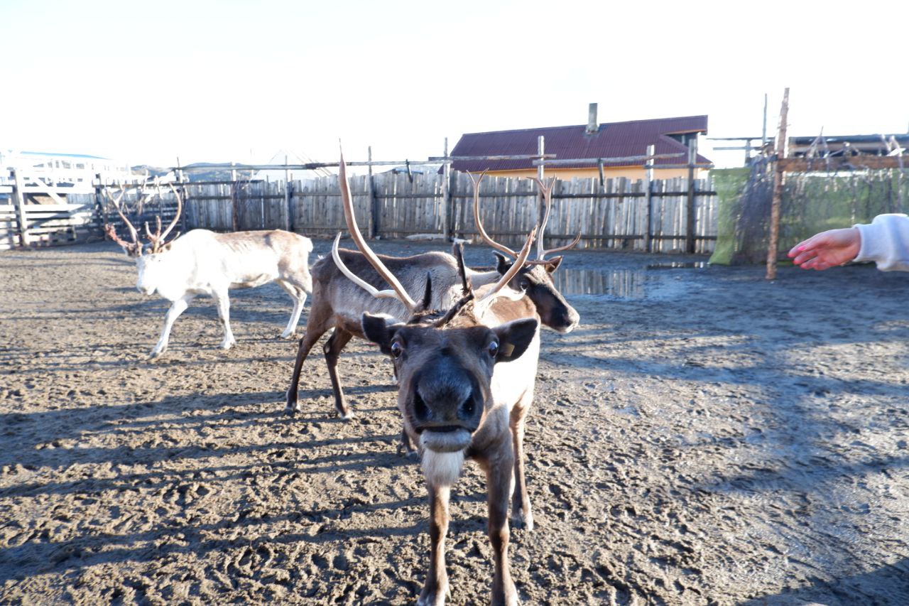 Путешествие за северным сиянием! Все Включено! (34/72)