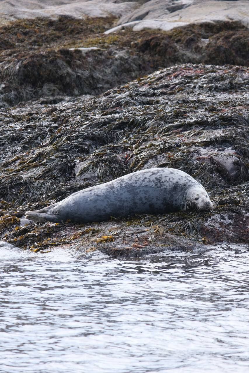Путешествие за северным сиянием! Все Включено! (32/72)