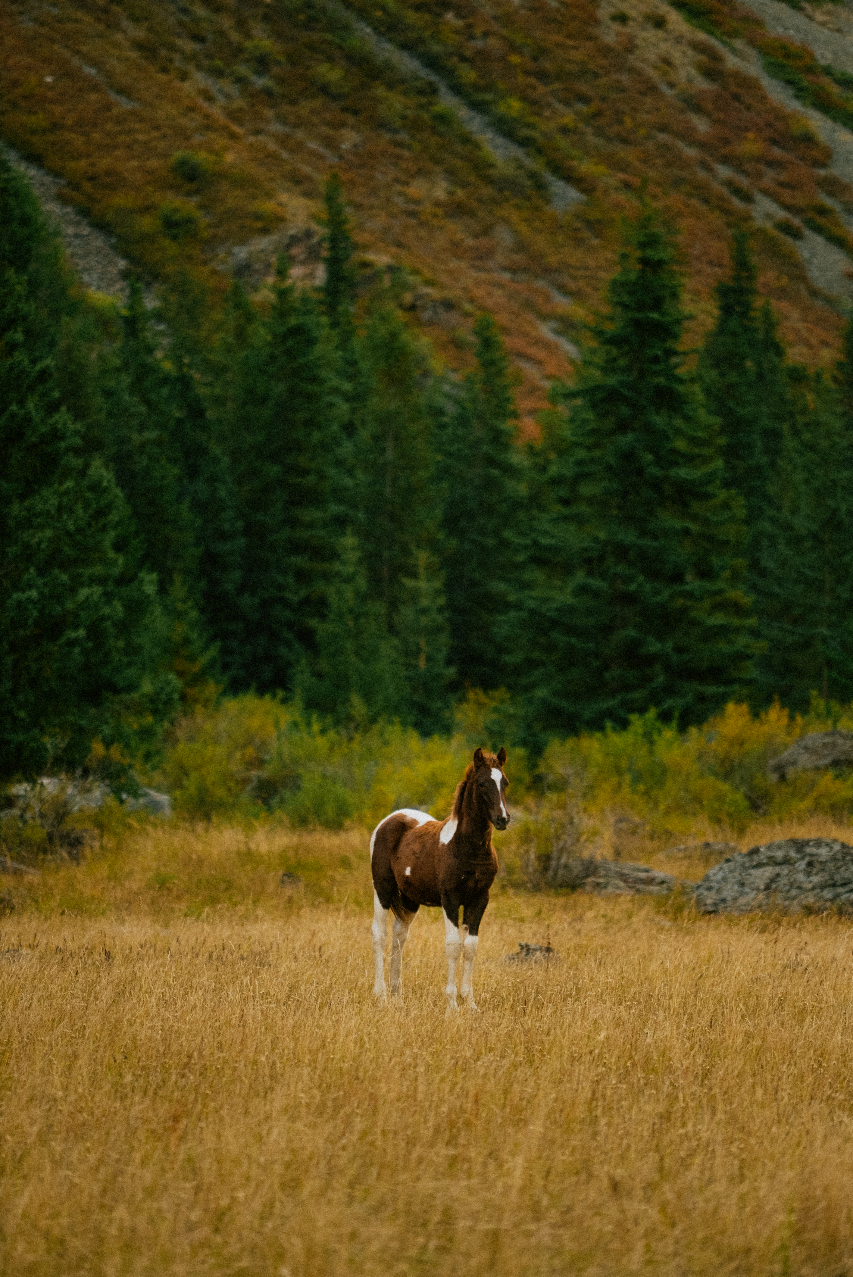 Золотое кольцо Алтая: Уровень Тор (17/21)
