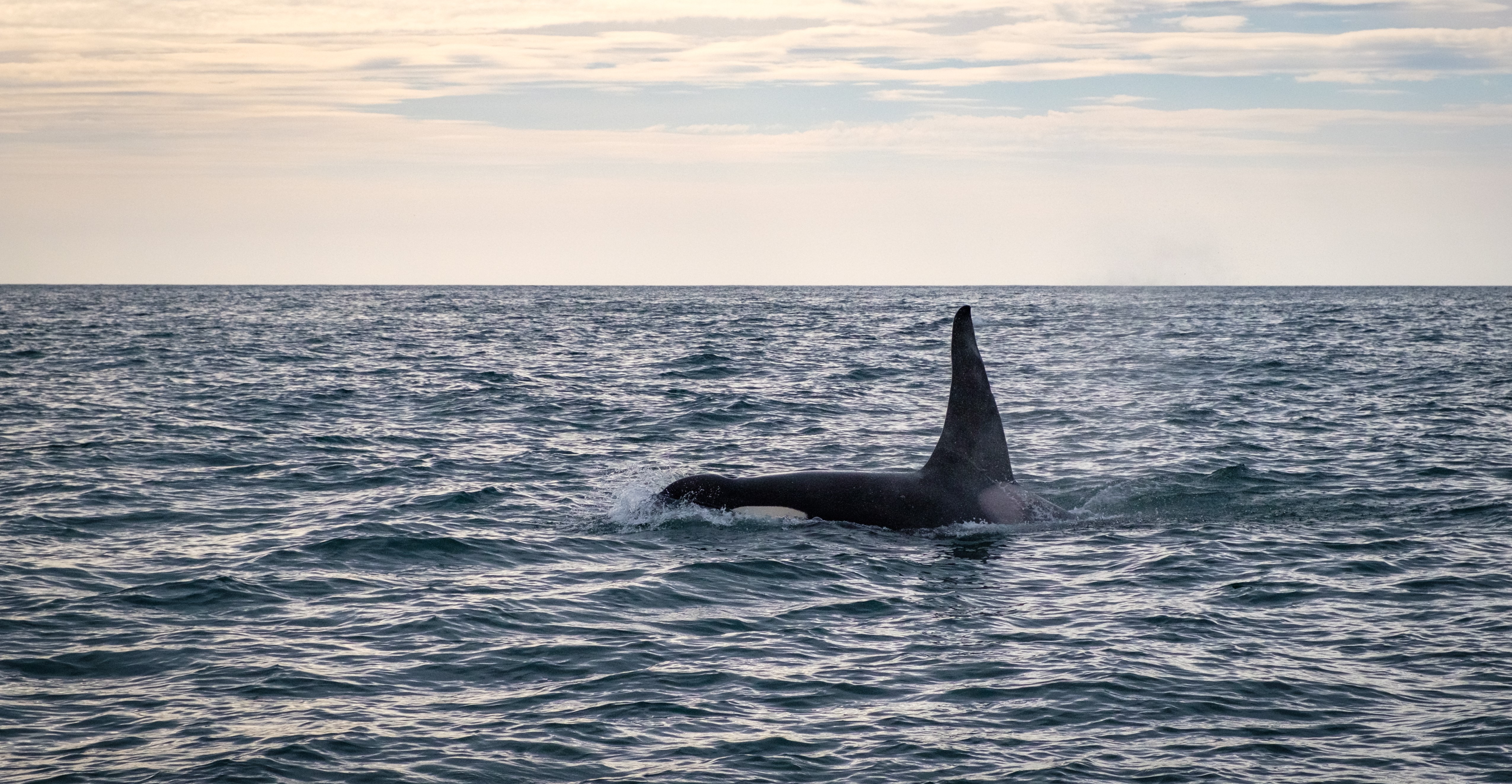 Большой поход по Камчатке: Толбачик и вулканы юга (30/46)