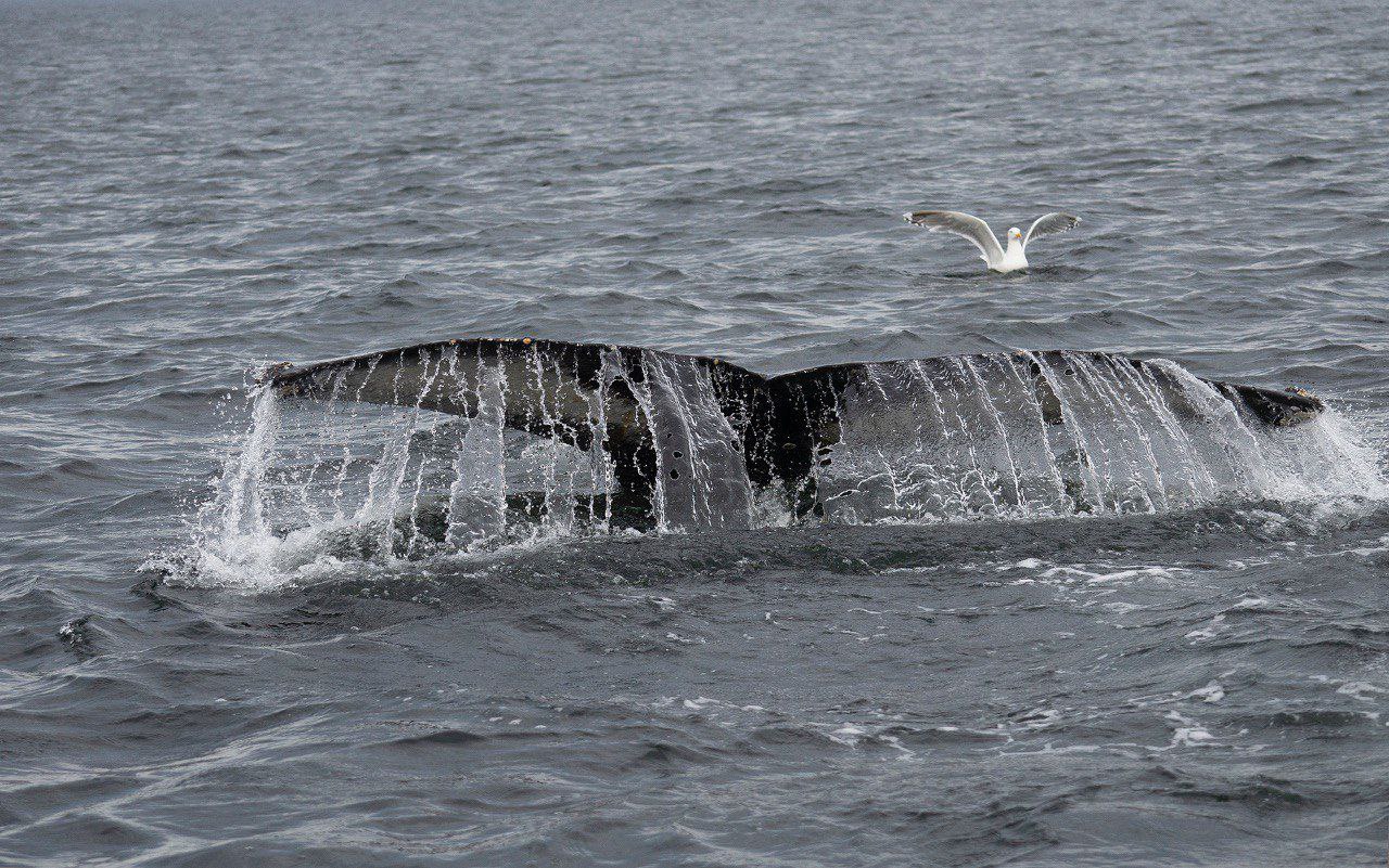 Путешествие за северным сиянием! Все Включено! (4/72)
