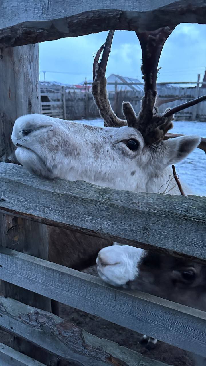 Путешествие за северным сиянием! Все Включено! (46/72)