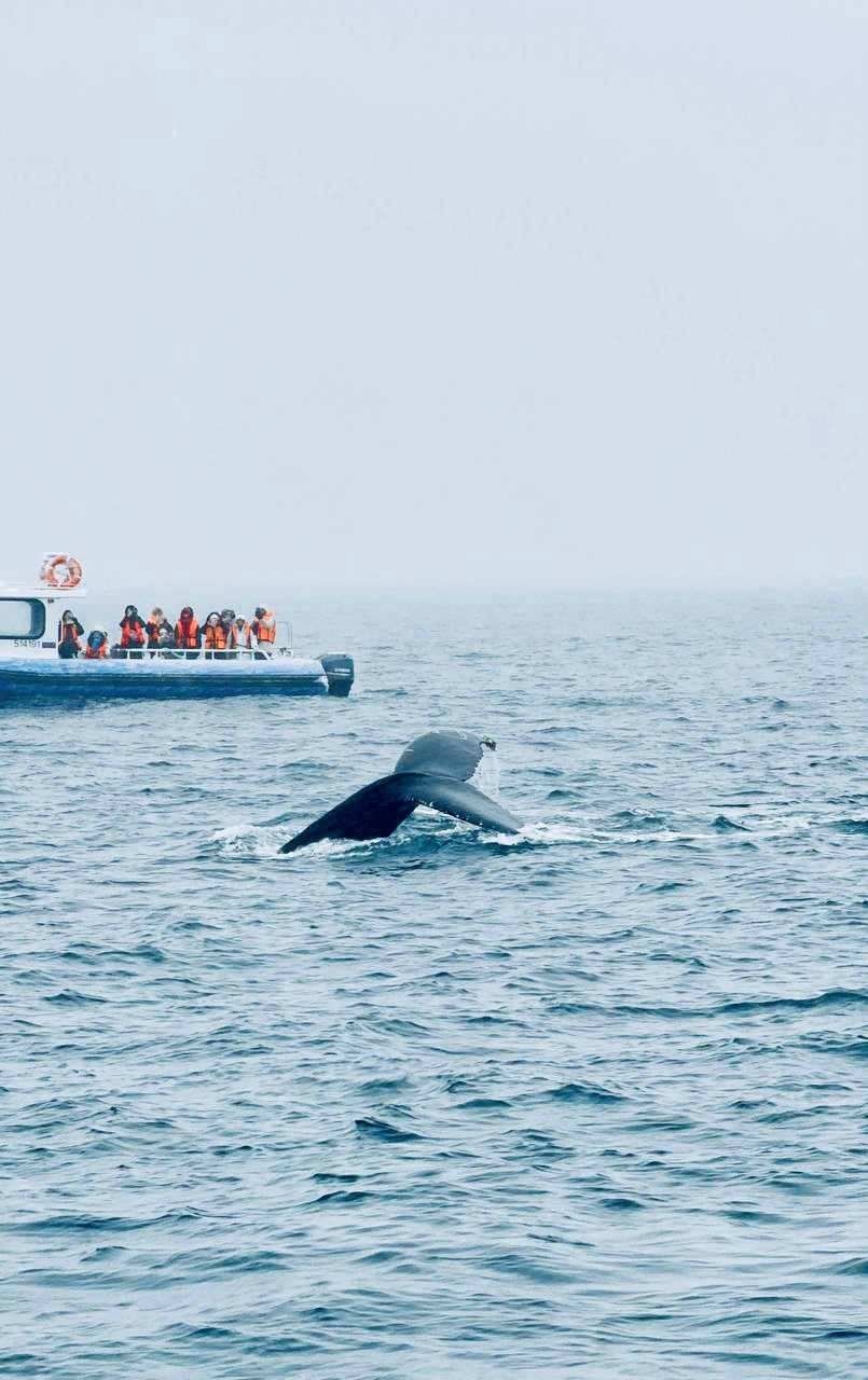 Сердце севера - Киты, сияние, Териберка (19/25)