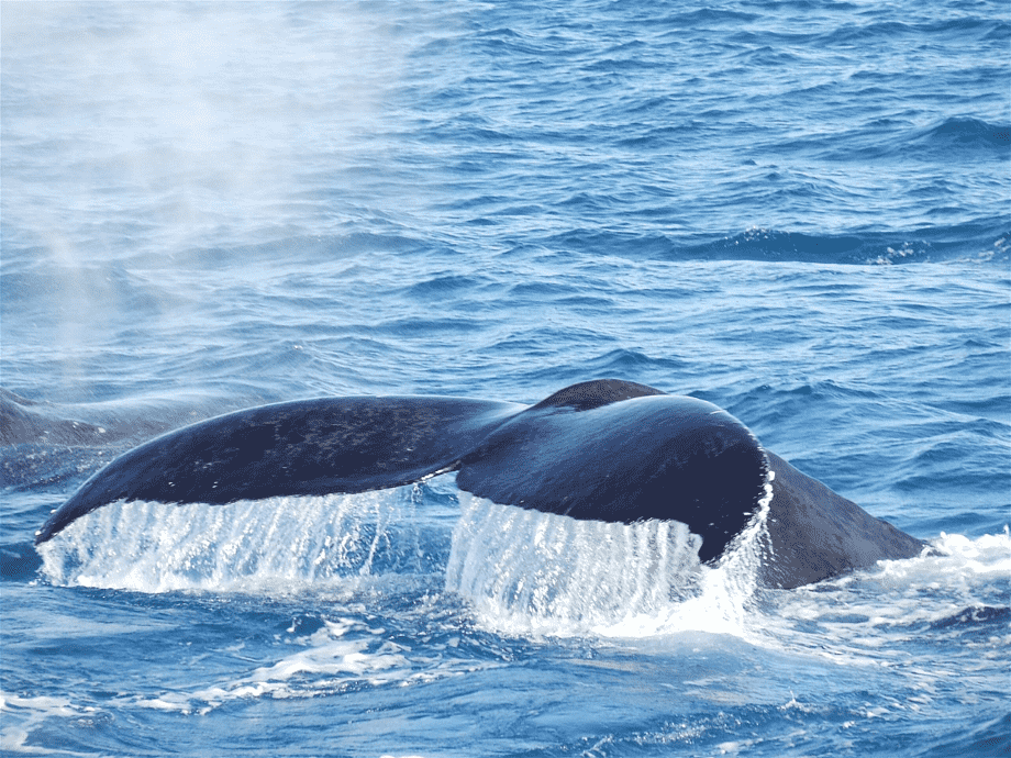 Сердце севера - Киты, сияние, Териберка (20/25)