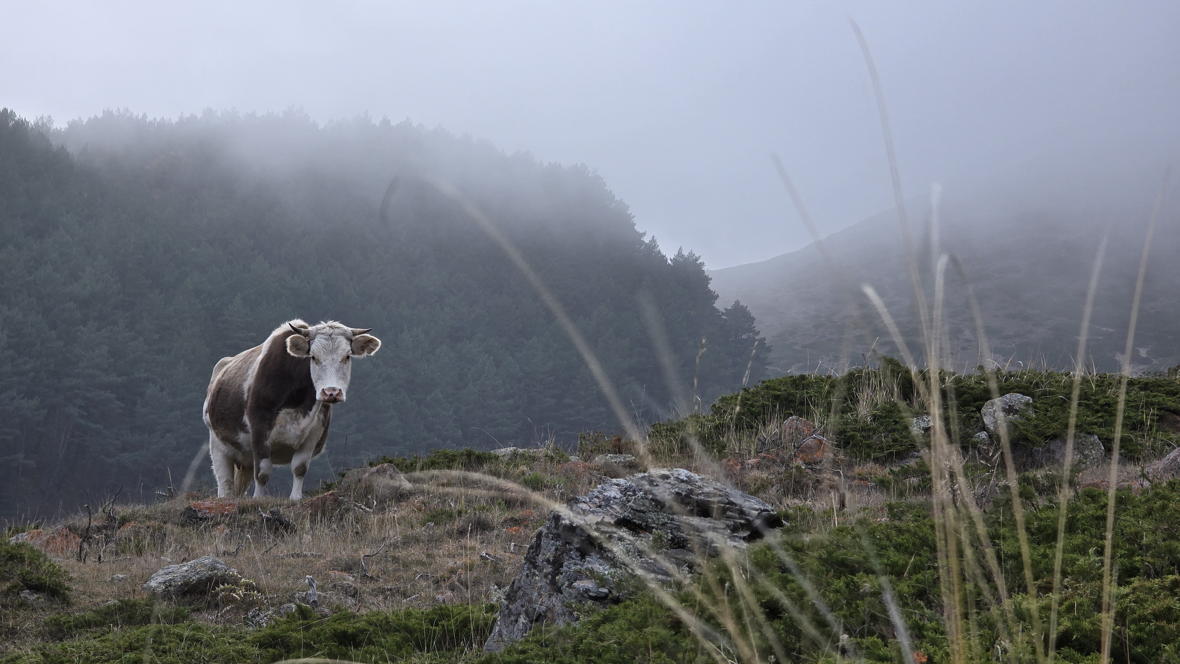 Вдоль хребта (42/74)