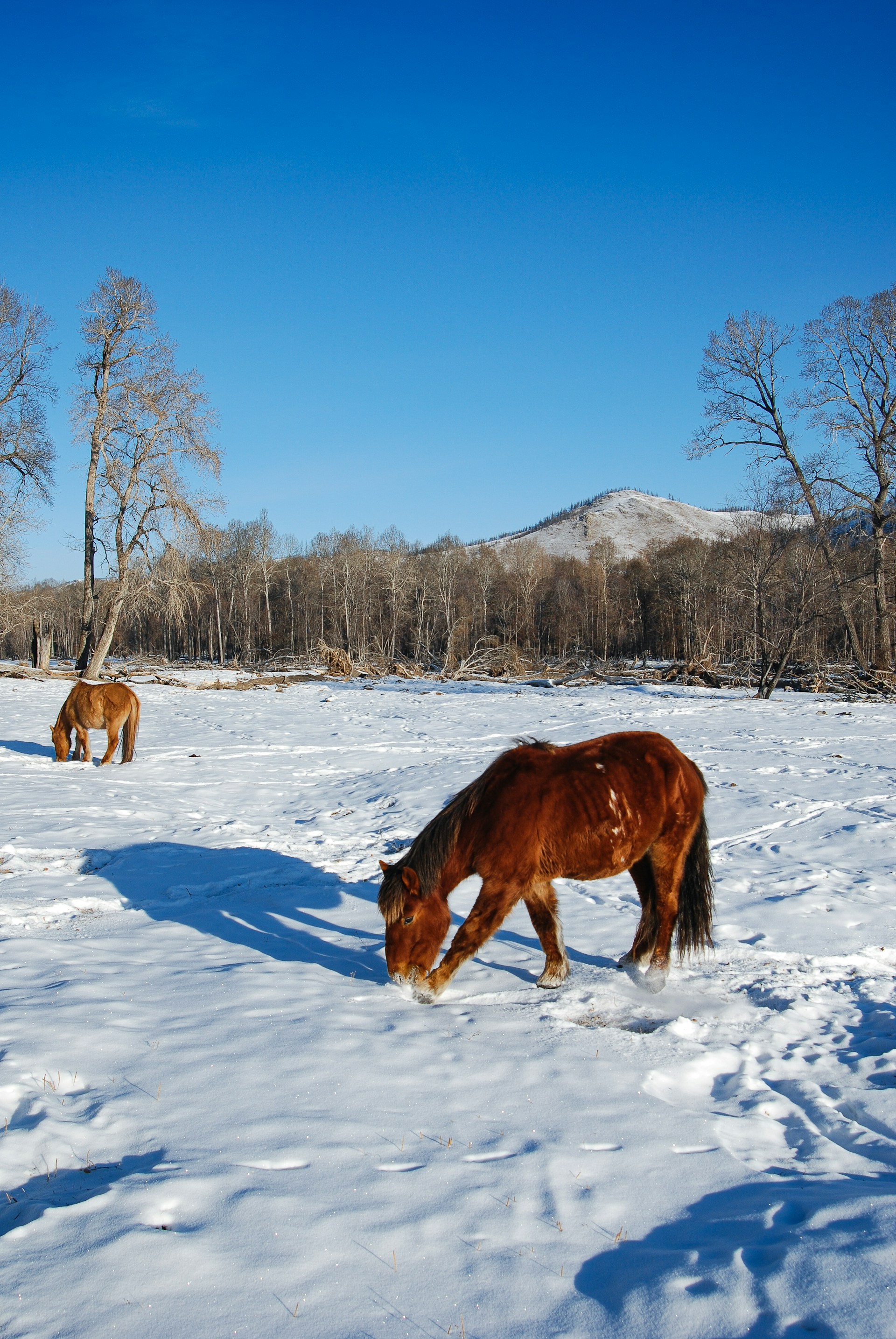Тур-Экспедиция в Монголию к оленеводам (6/8)