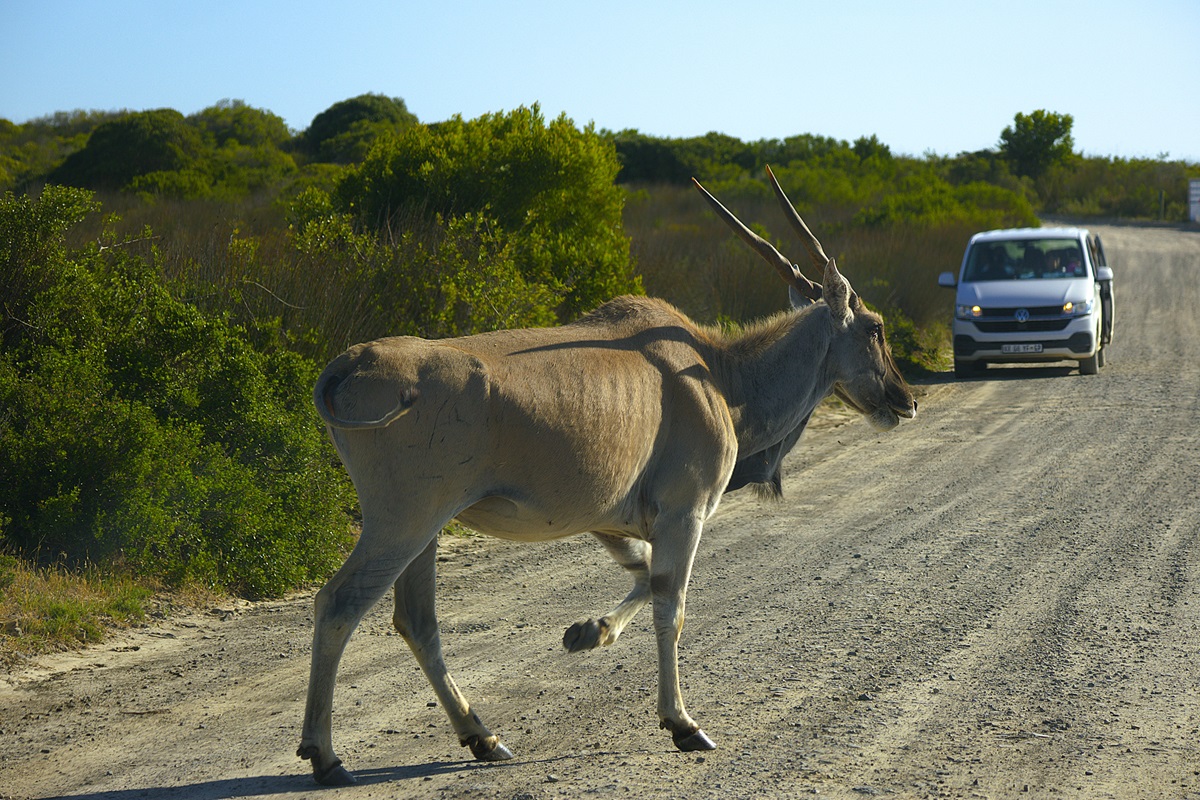 Топ-тур в Юар: треккинги, сафари и киты (25/64)