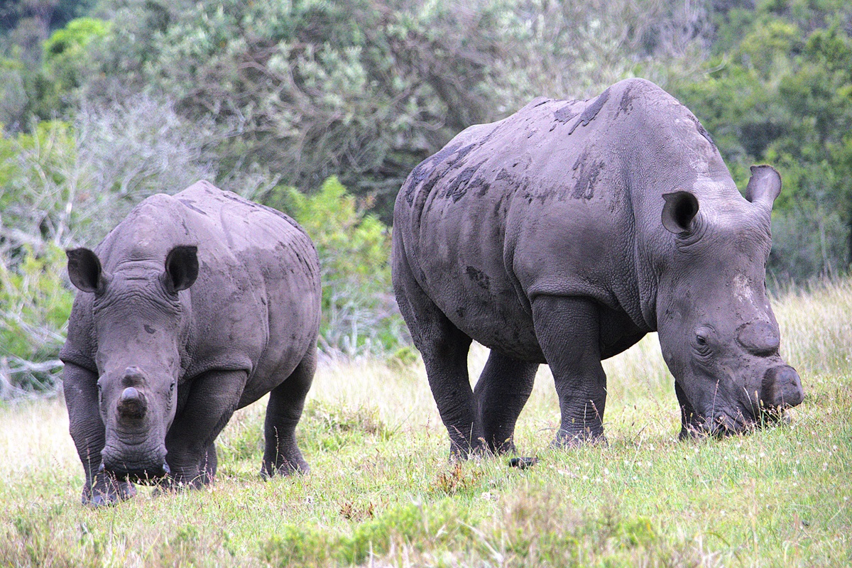 Топ-тур в Юар: треккинги, сафари и киты (23/64)