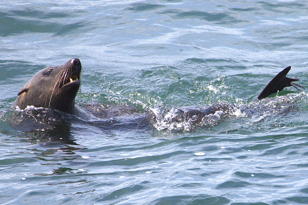 Топ-тур в Юар: треккинги, сафари и киты (24/64)
