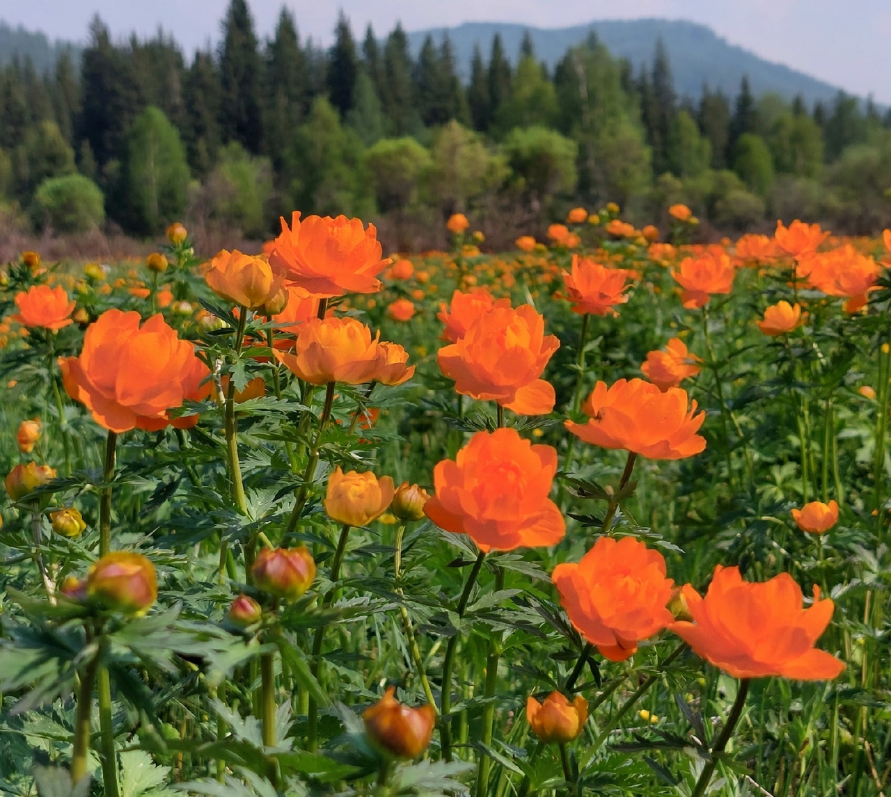 Цветущий Алтай, экспресс-тур для ценителей красоты (21/33)