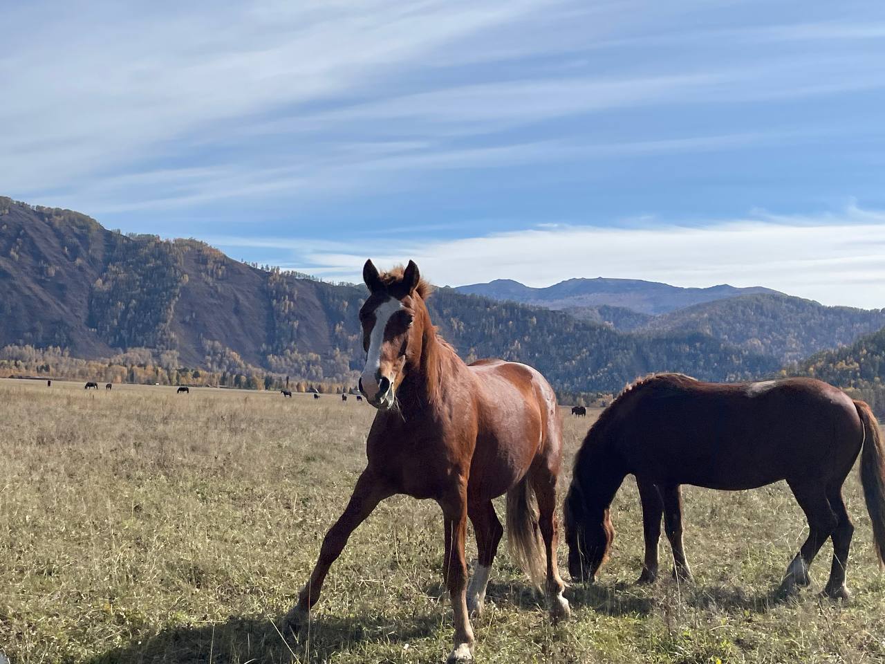 Феникс -перерождение на Алтае. (19/22)