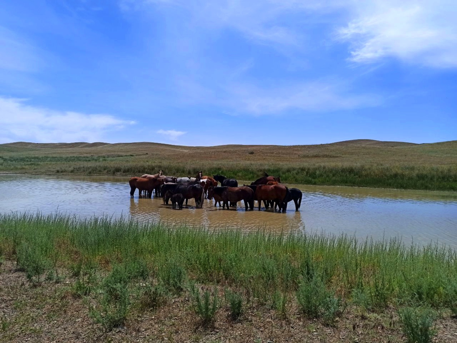 Петроглифы Тамбалы Тас Юнеско - в индивидуальном формате (2/12)