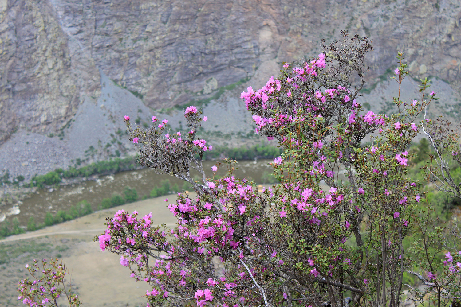 Яркий Алтай: встреча с пробуждающейся природой (13/20)