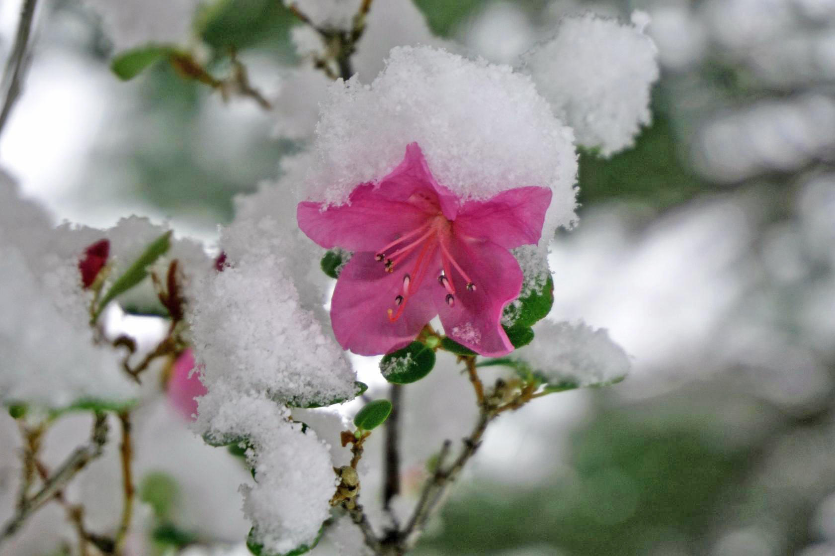 Яркий Алтай: встреча с пробуждающейся природой (10/20)