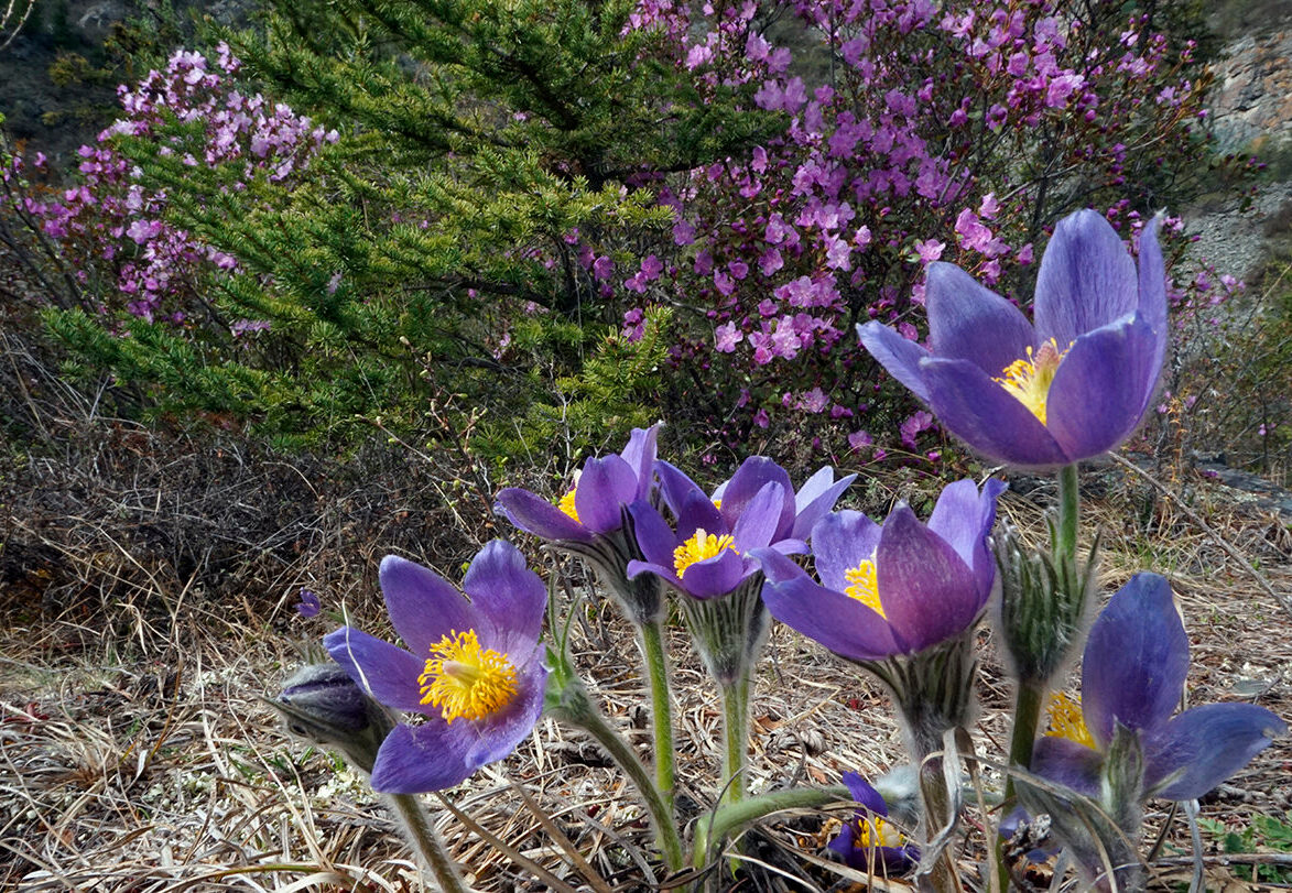 Яркий Алтай: встреча с пробуждающейся природой (12/20)