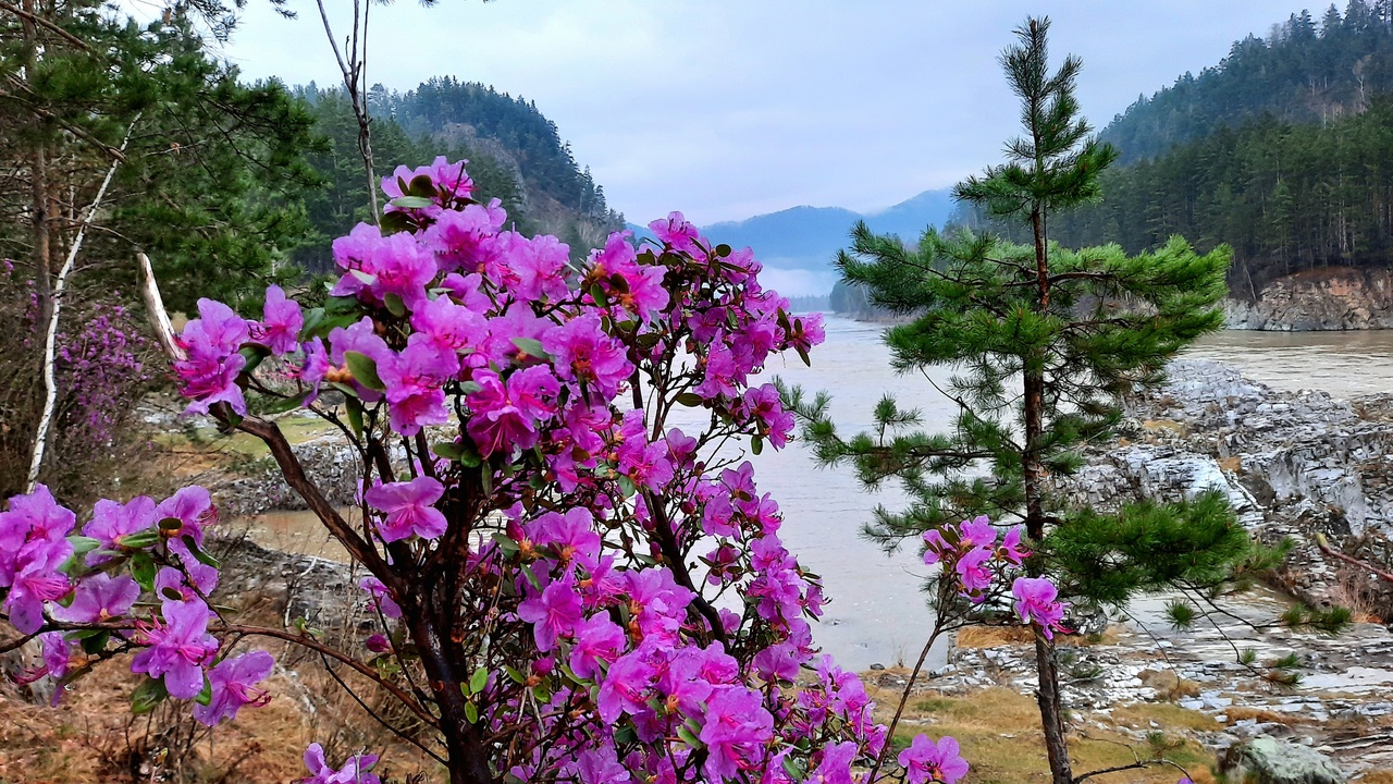 Яркий Алтай: встреча с пробуждающейся природой (11/20)