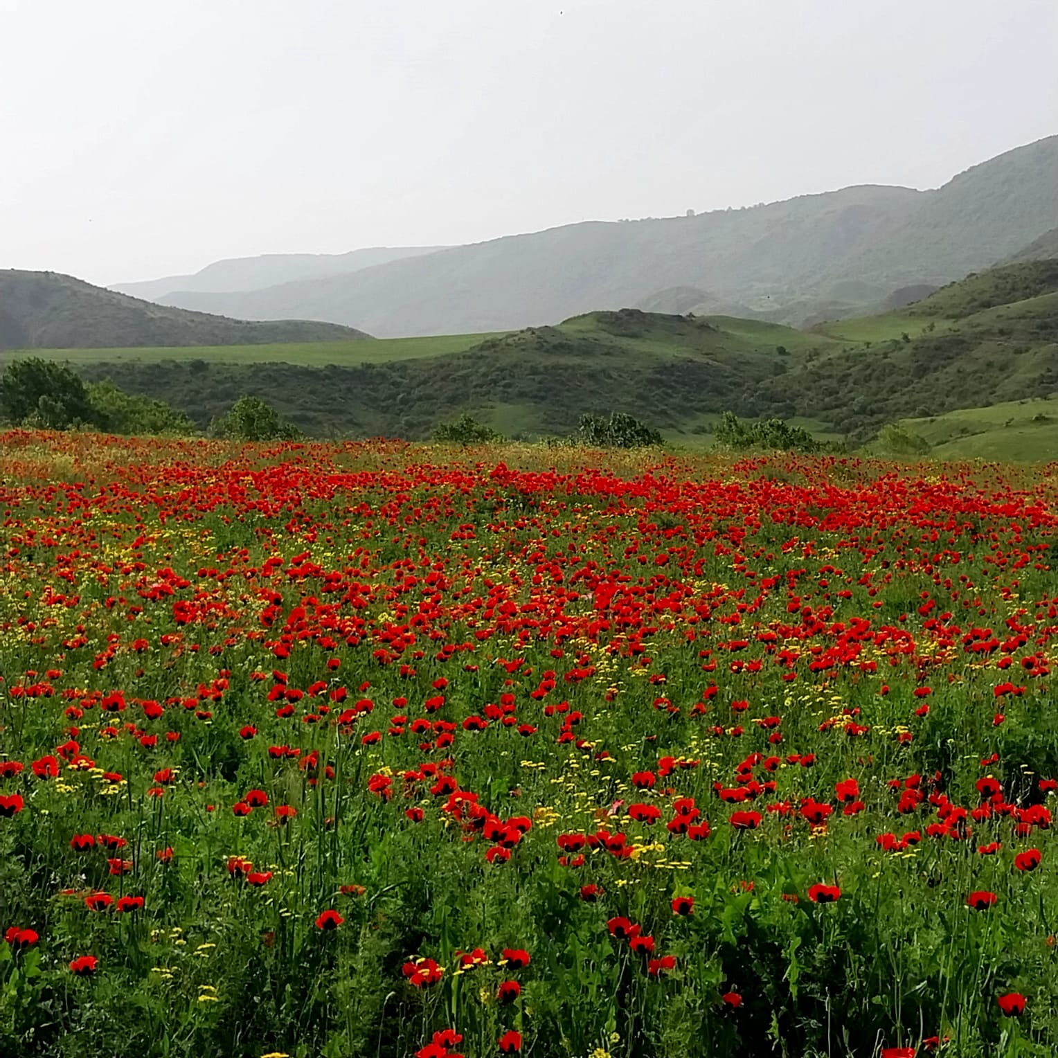 Фантастическая Грузия! 7 дней ярких впечатлений с душевным гидом Сандро (389/420)