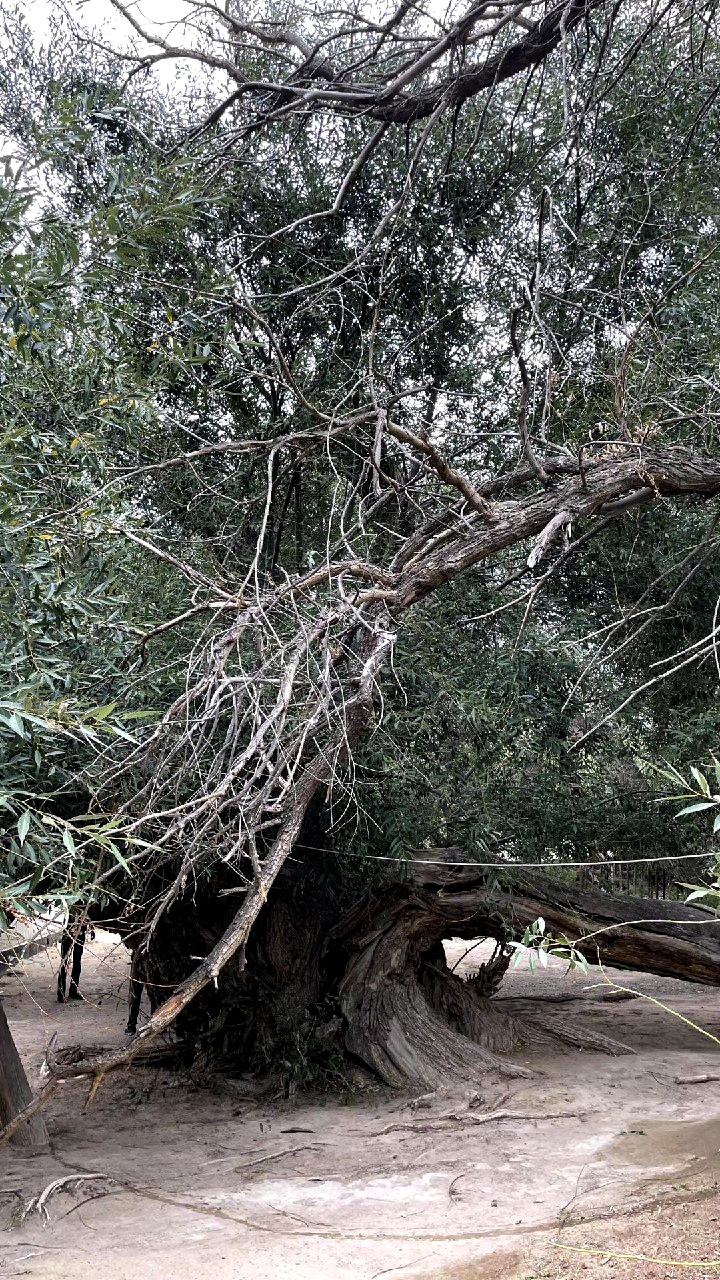 Алтын Эмель: горы Актау и Катытау за 1 день - в индивидуальном формате (5/16)