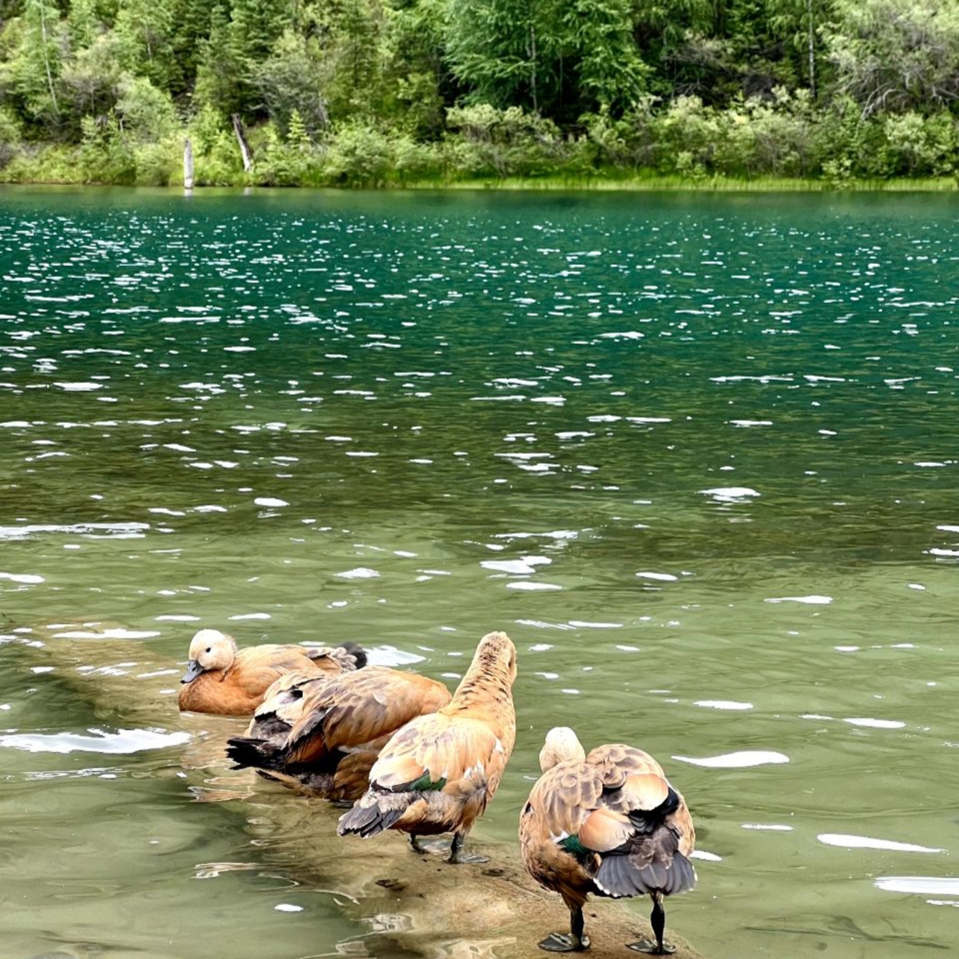 Озера Каинды, Кольсай и Чарынский, Черный,Лунный Каньоны за 2 дня (16/17)