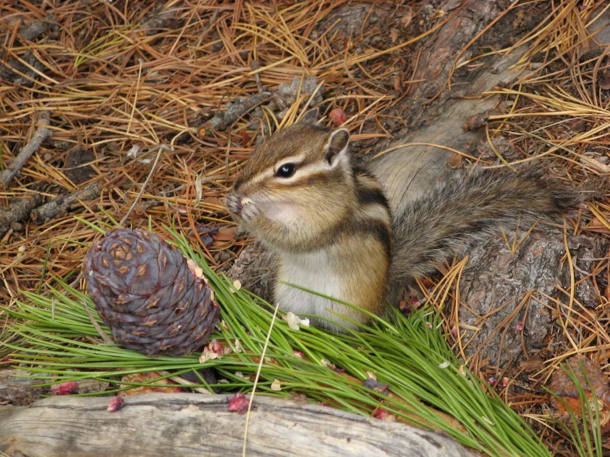 Шавлинское зазеркалье, пеший поход с вьючными лошадьми. (29/76)