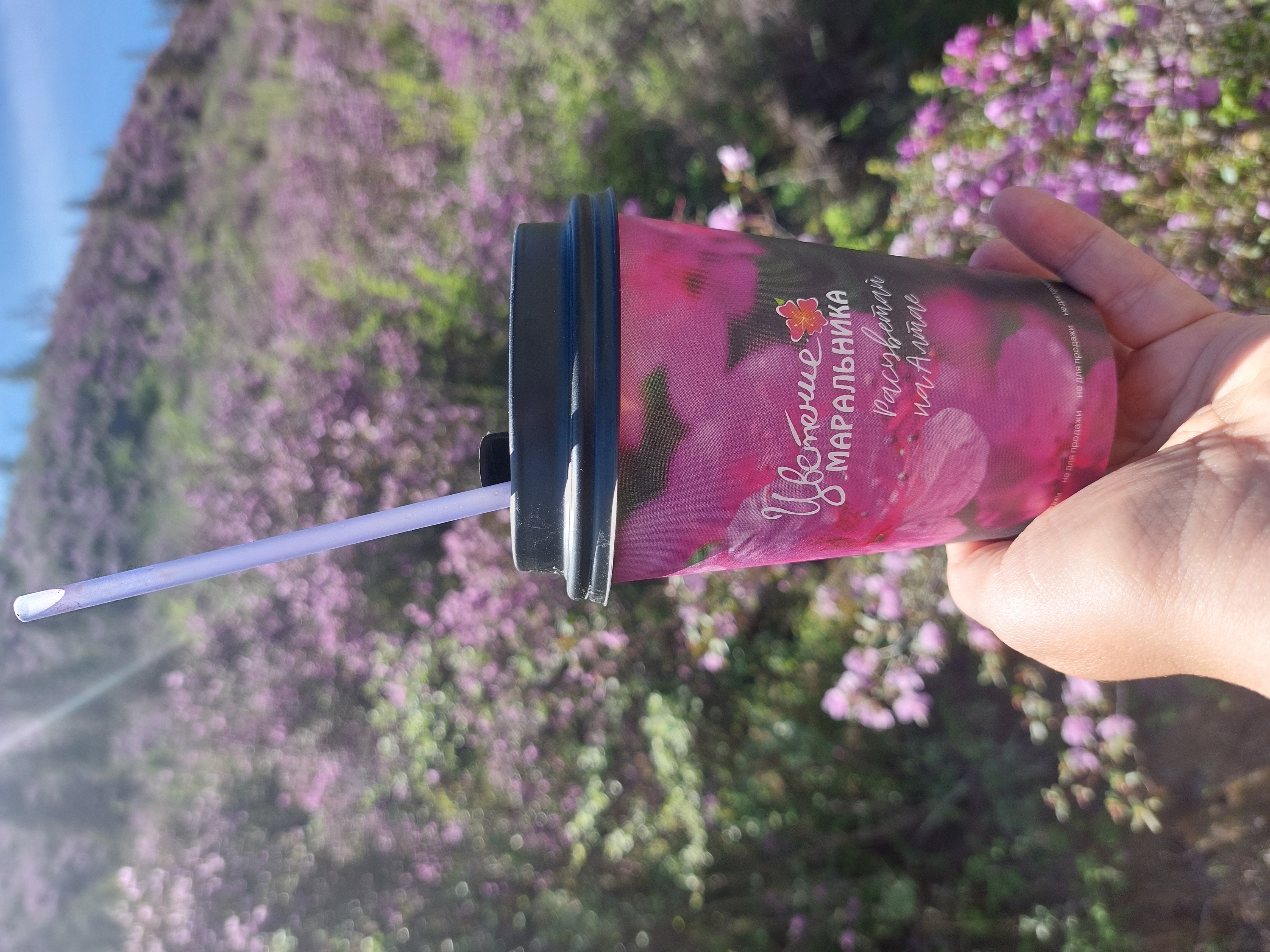 Цветение маральника. Автотур по Чуйскому тракту (10/28)