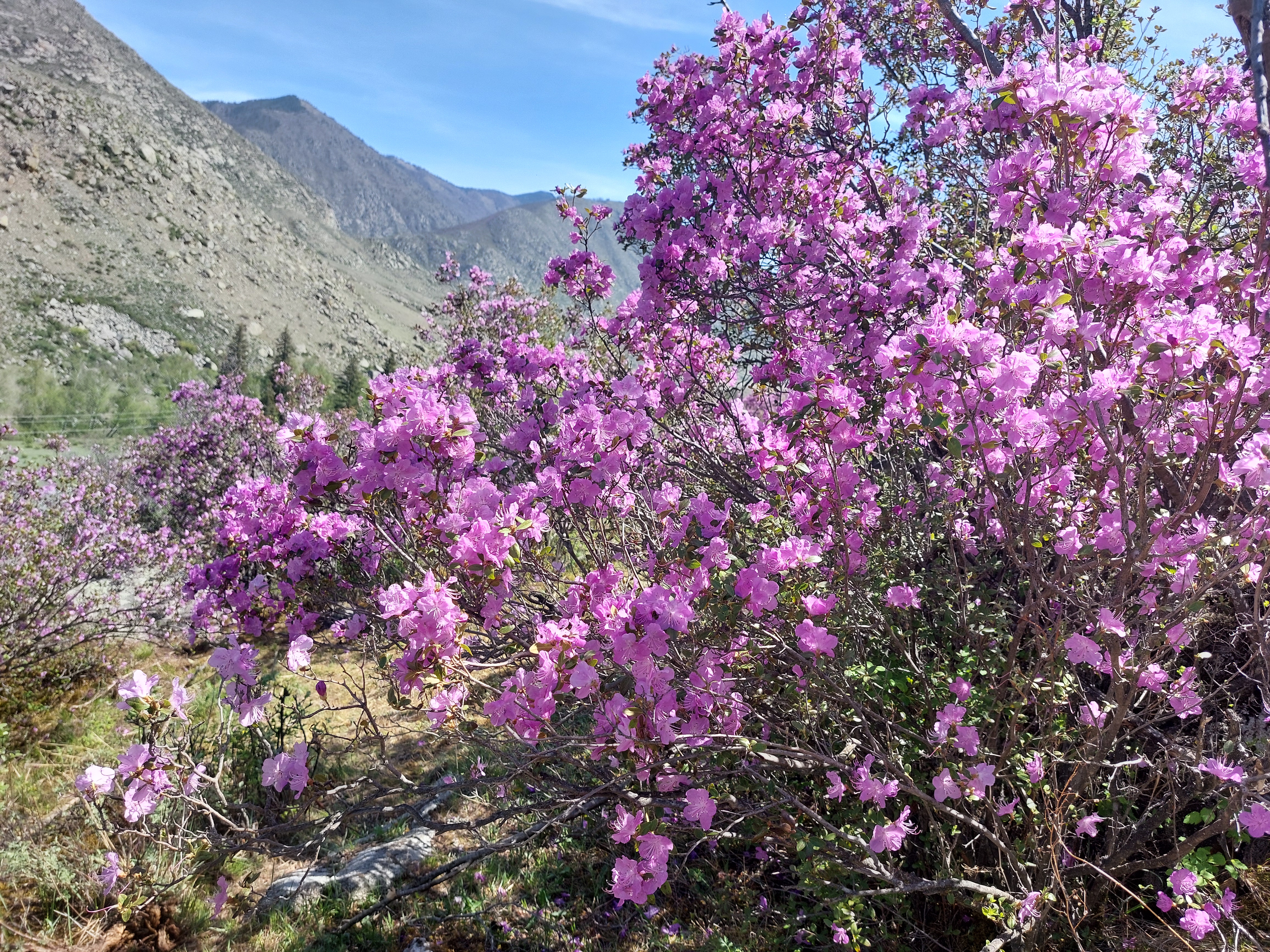 Цветение маральника. Автотур по Чуйскому тракту (11/28)