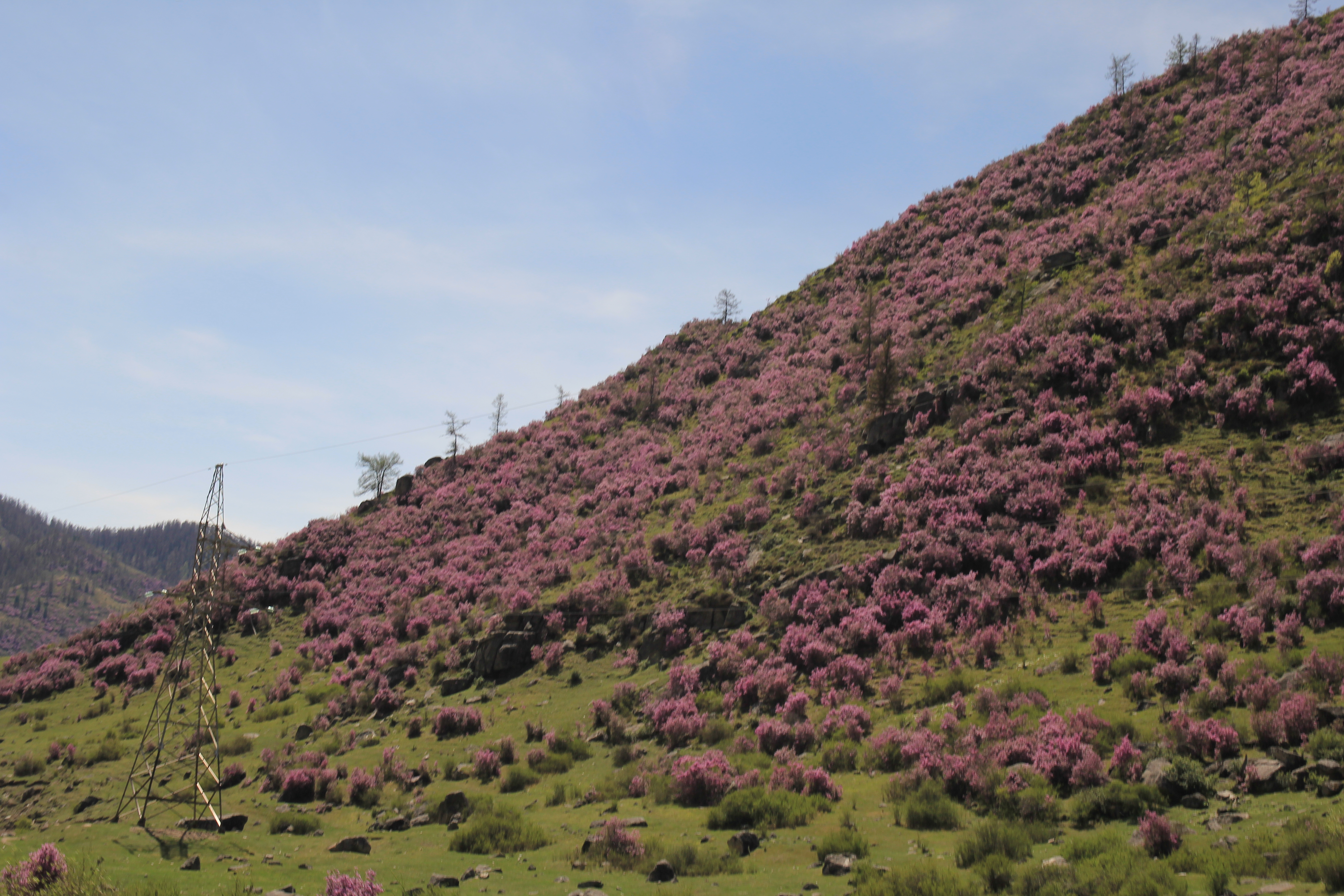 Цветение маральника. Автотур по Чуйскому тракту (13/28)
