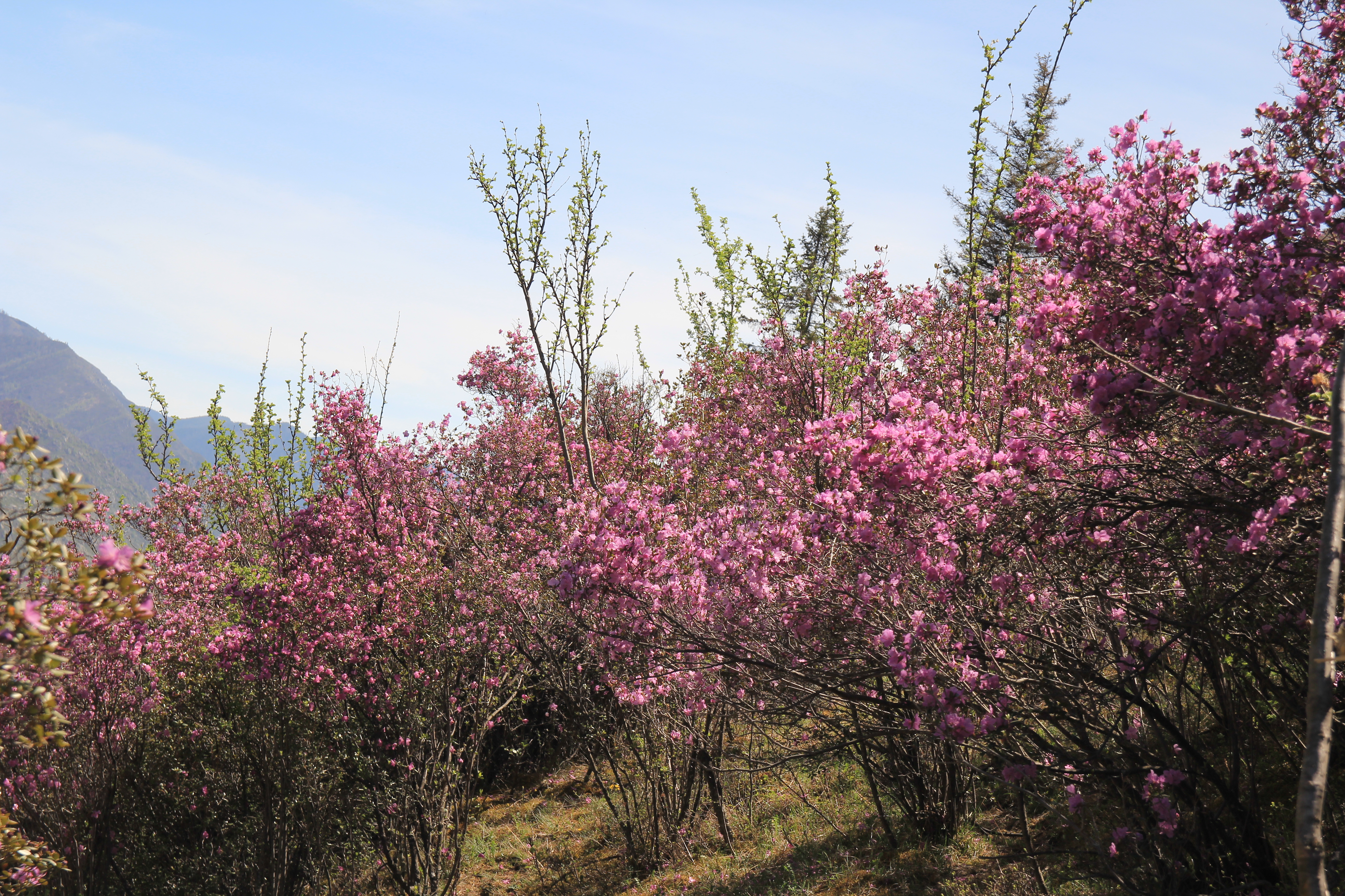 Цветение маральника. Автотур по Чуйскому тракту (14/28)