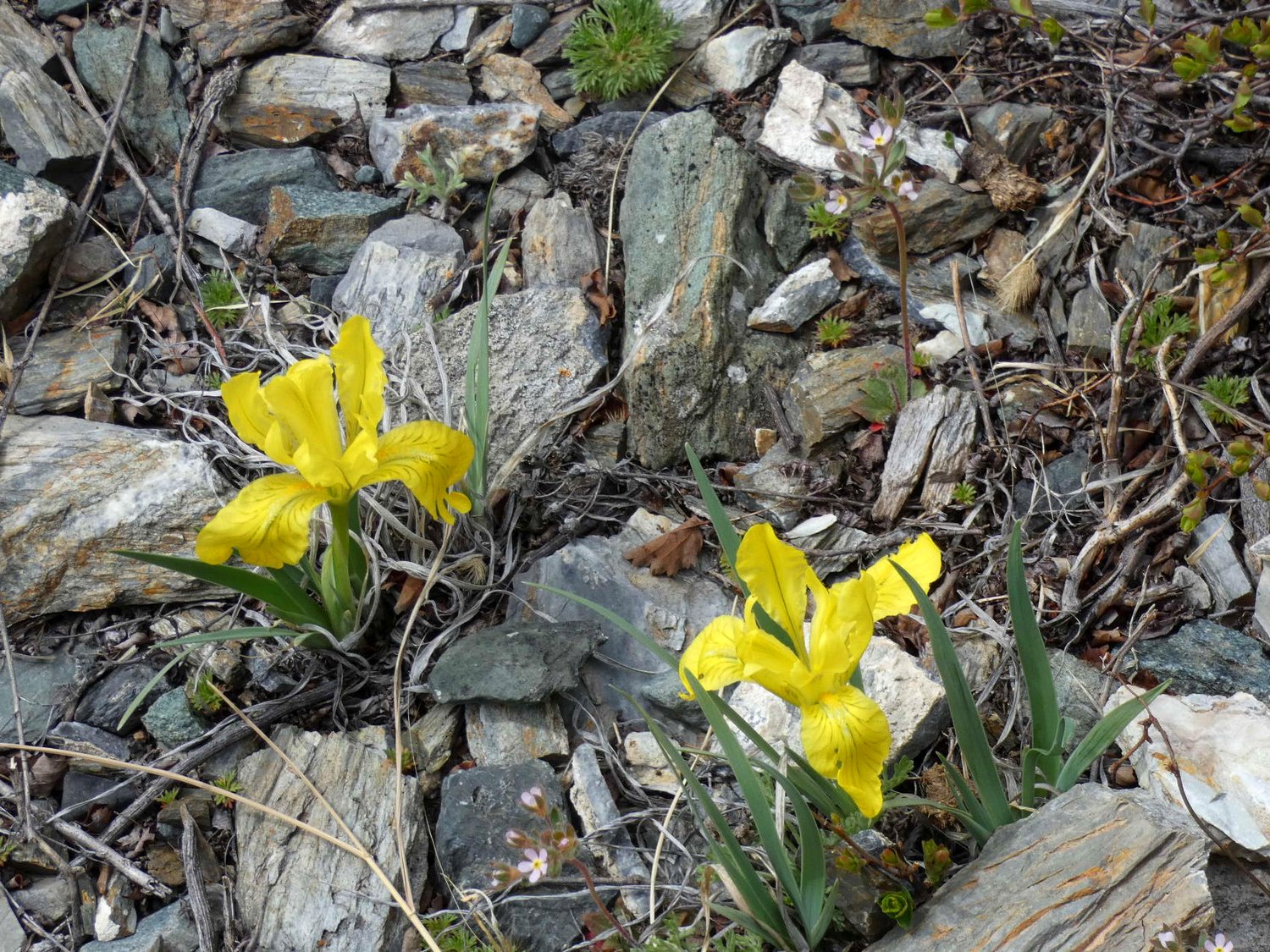 Тур по цветущему Алтаю с трекингами налегке (19/39)
